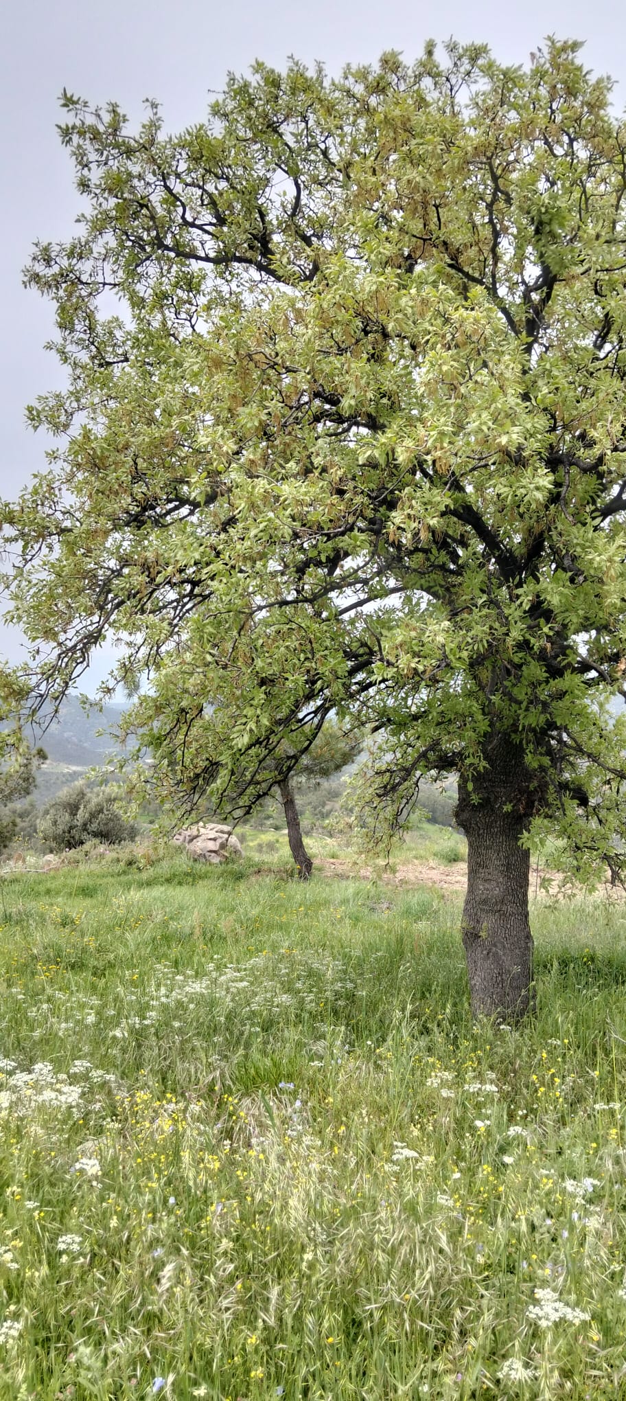 BALIKESİR BURHANİYE SÜBEYLİDERE MAHALLESİ’NDE SATILIK TARLA