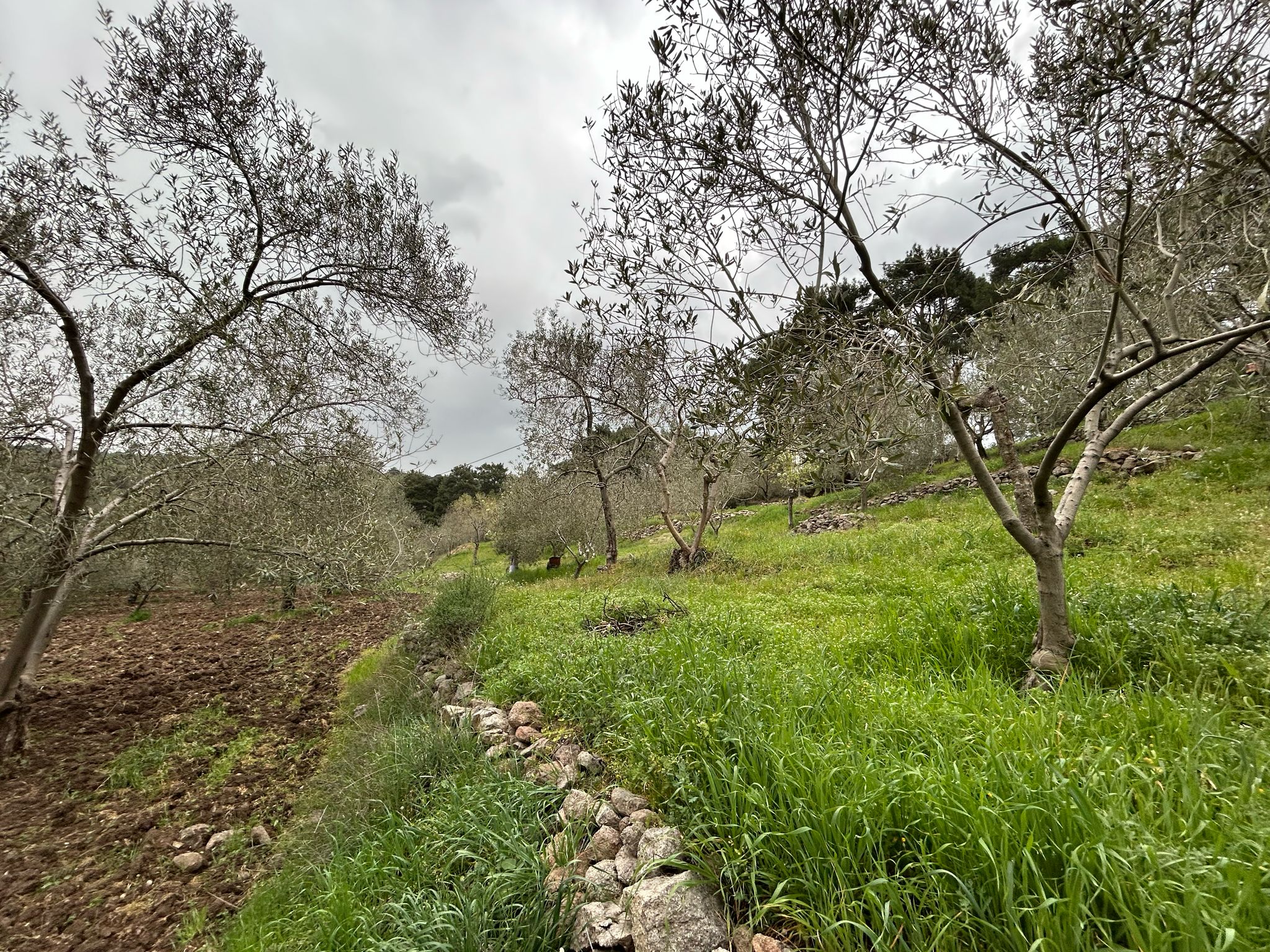 Balıkesir Edremit Karayoluna Cepheli 4 Dönüm Tarla