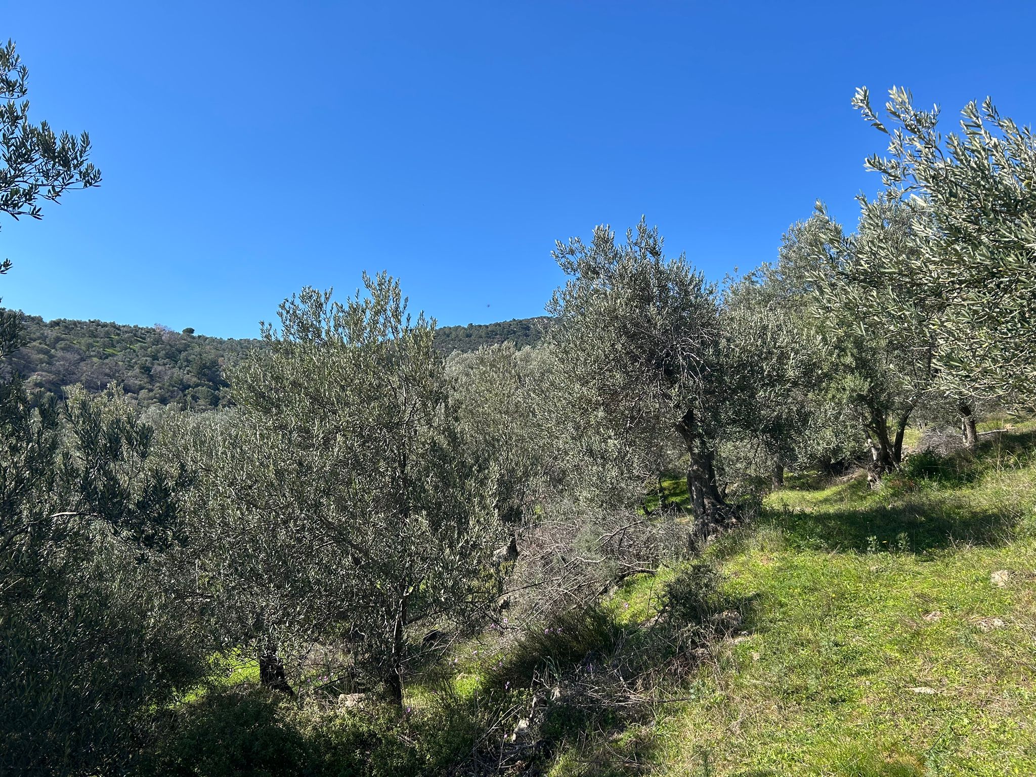 ÇANAKKALE AYVACIK ADATEPE'DE 16.580 m² DENİZ MANZARALI SATILIK ZEYTİNLİK