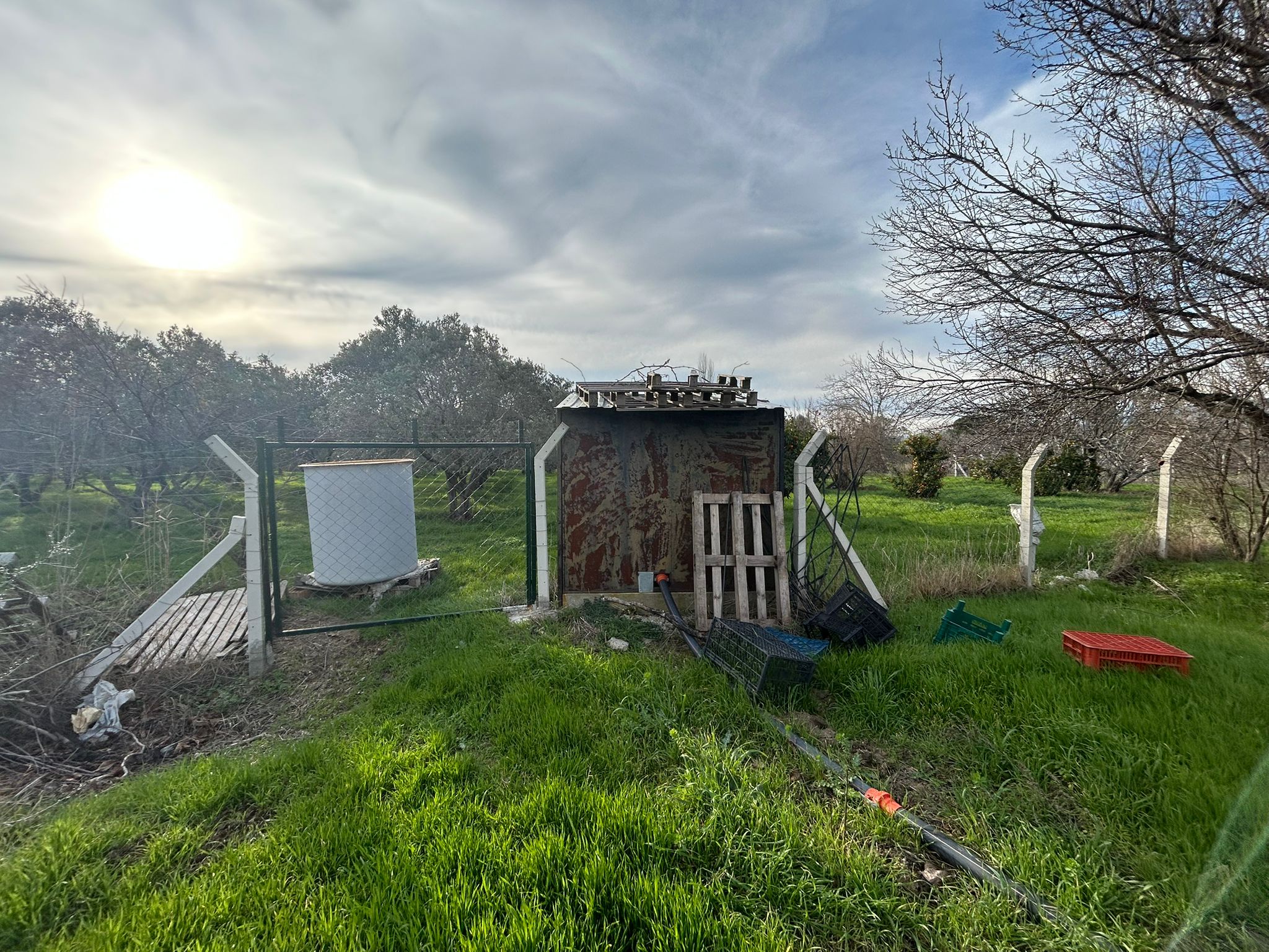 HAVRAN-TEKKE'DE Satılık 5 DÖNÜM FIRSAT MANDALİNLİK