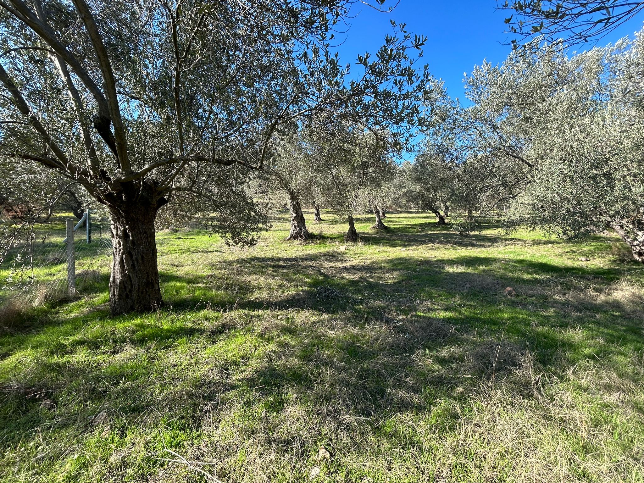 İNÖNÜ'DE SATILIK 1 DÖNÜM FIRSAT ZEYTİNLİK