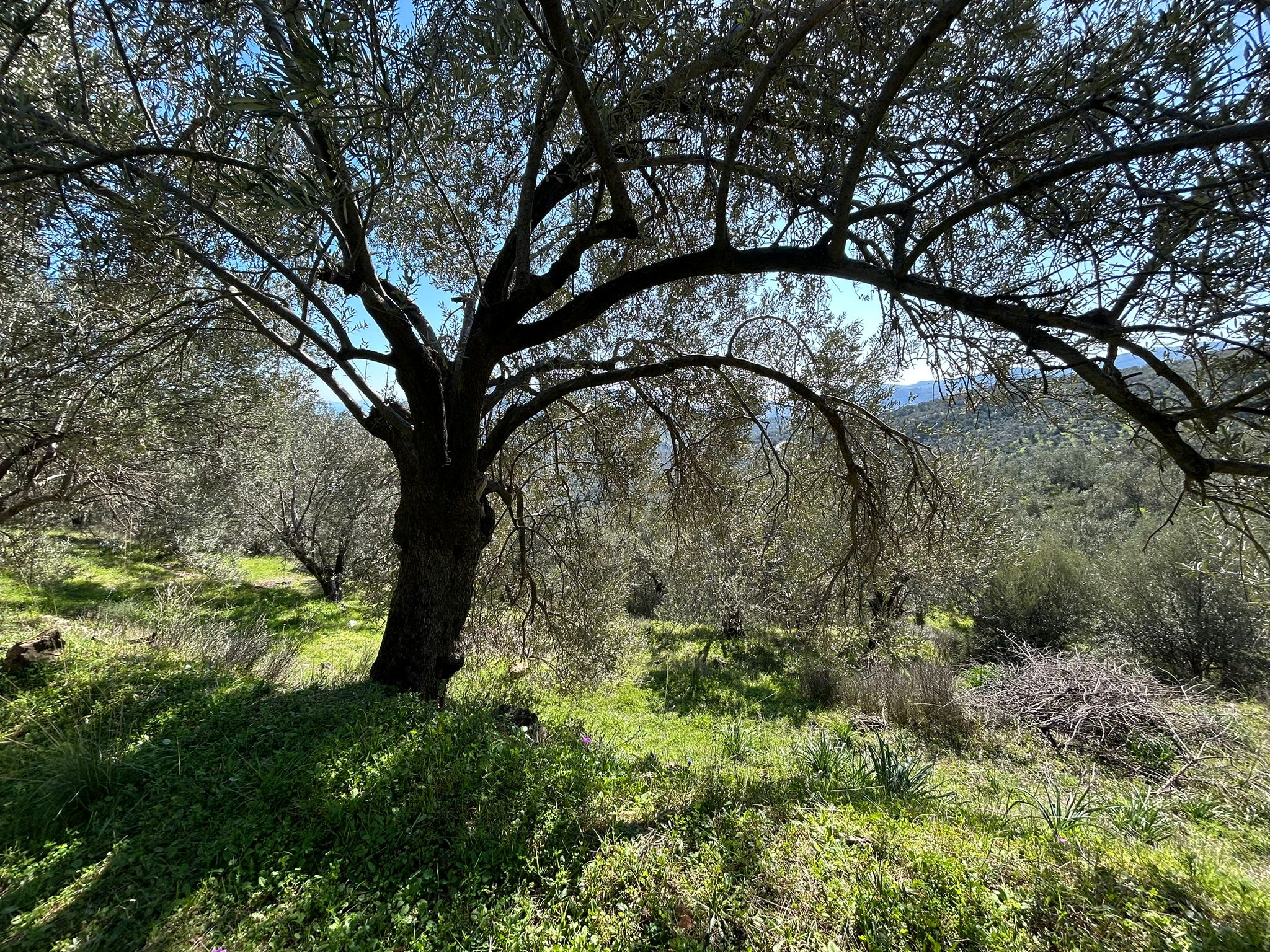 ÇANAKKALE AYVACIK ADATEPE'DE 16.580 m² DENİZ MANZARALI SATILIK ZEYTİNLİK
