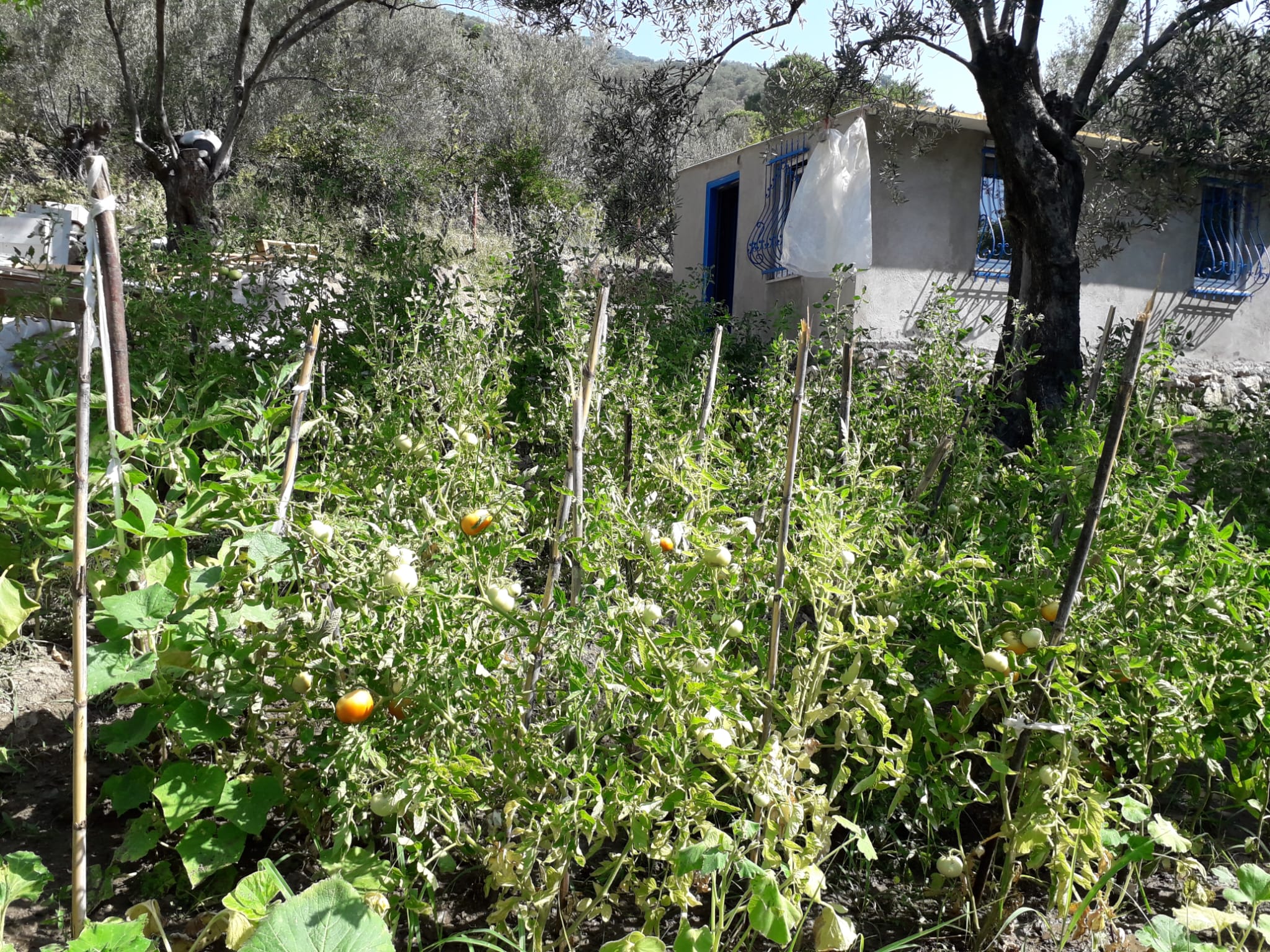 ALTINOLUK’TA HOBİ HABÇESİ ZEYTİNLİK