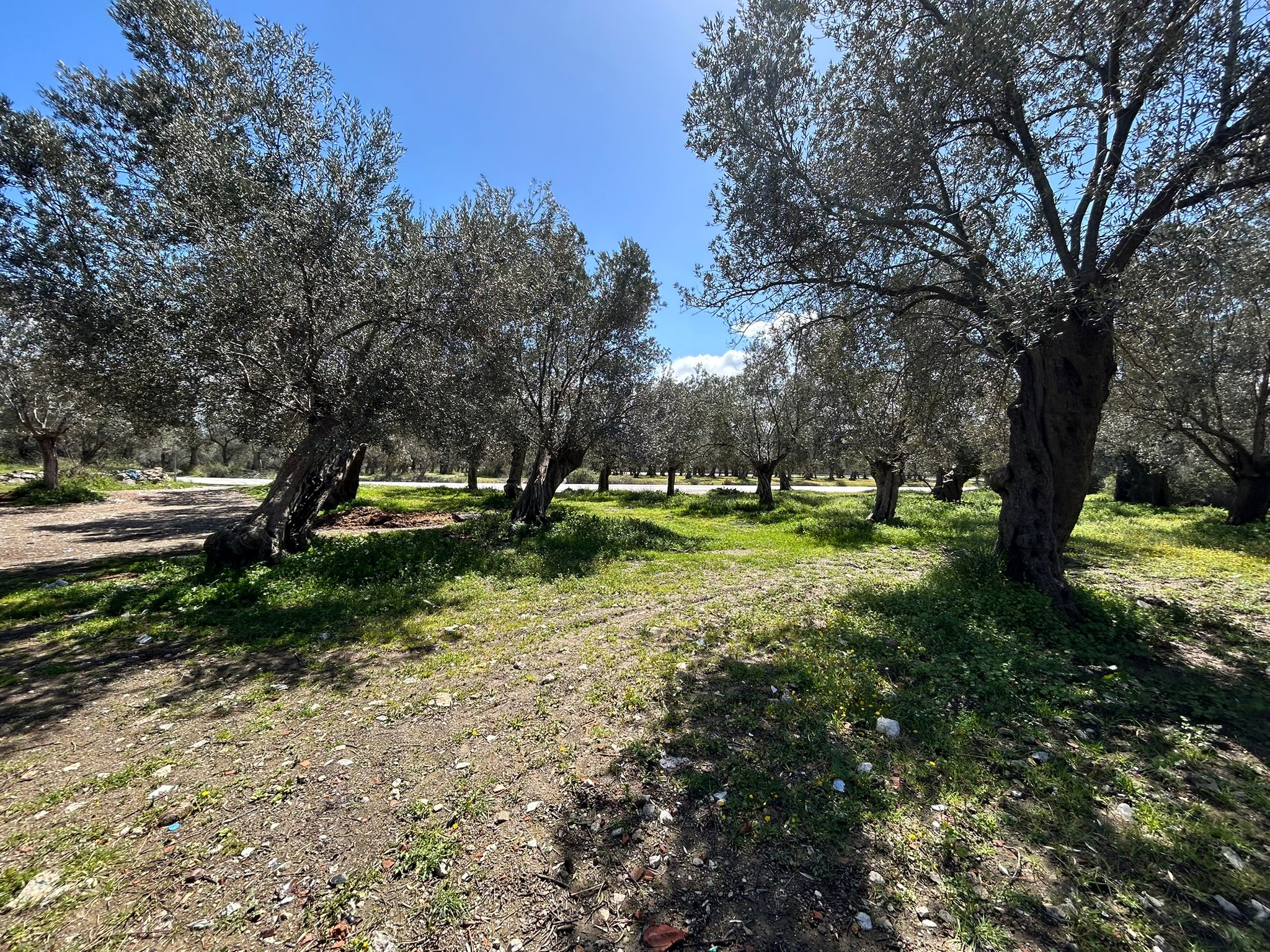 Doğa ile iç içe, yatırım değeri yüksek SATILIK ARSA