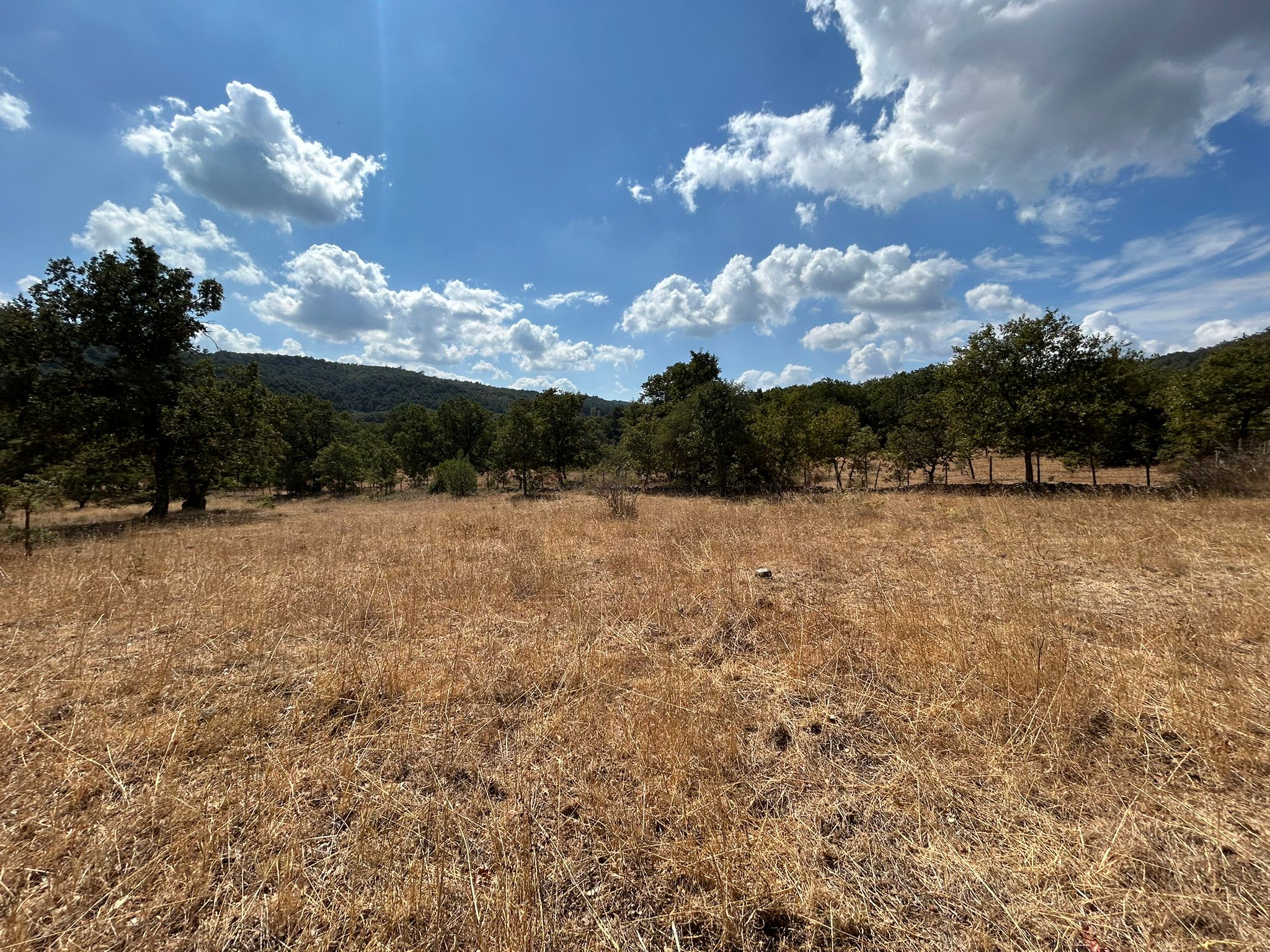 KÜÇÜKŞAPÇIDA SATILIK 3.3 DÖNÜM TARLA