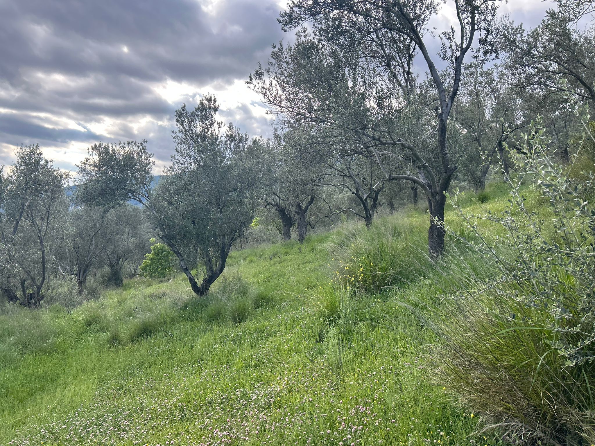 BALIKESİR EDREMİT KIZILKEÇİLİ’DE SATILIK ZEYTİNLİK – DENİZ MANZARALI
