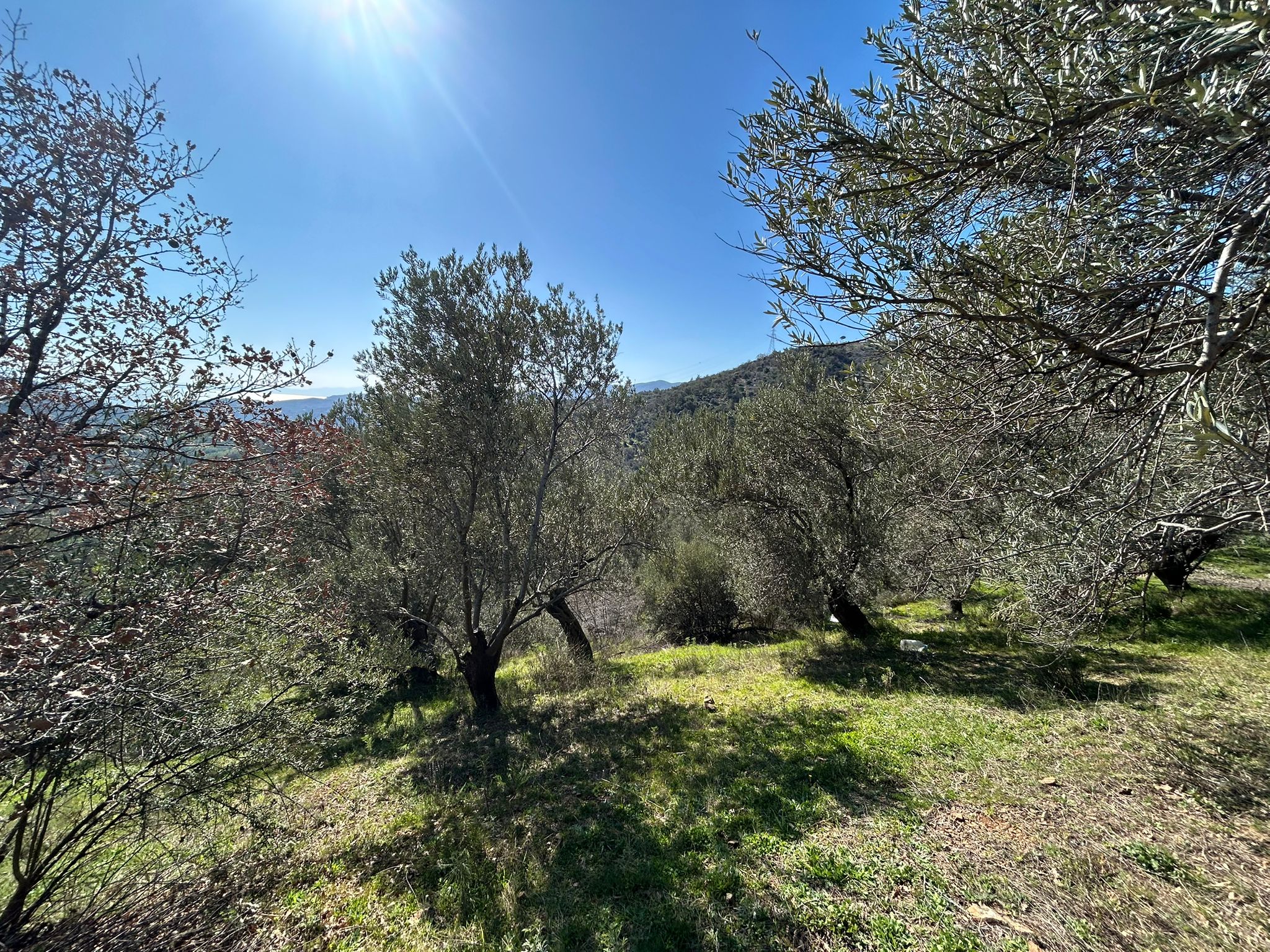 ÇANAKKALE AYVACIK ADATEPE'DE 16.580 m² DENİZ MANZARALI SATILIK ZEYTİNLİK