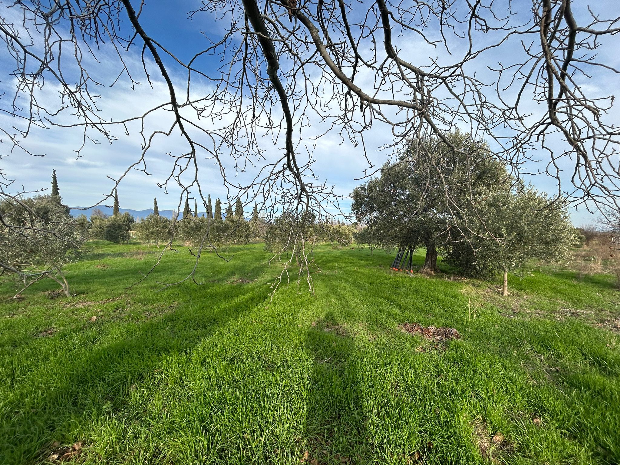 HAVRAN-TEKKE'DE Satılık 5 DÖNÜM FIRSAT MANDALİNLİK