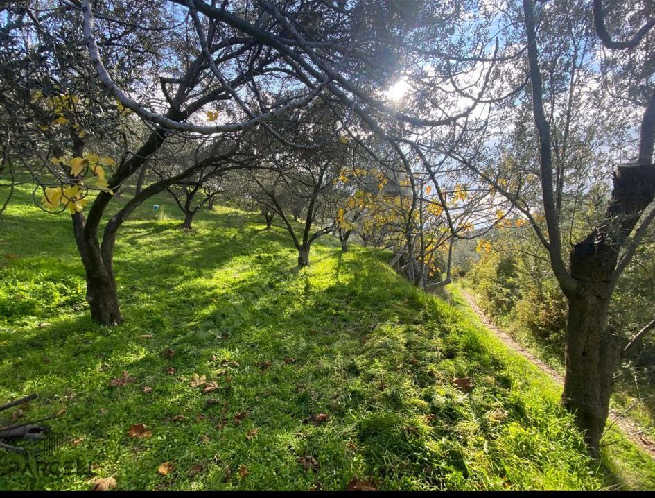 BALIKESİR EDREMİTİN EN GÖZDE KÖYÜNDE SATILIK 2 DÖNÜM ZEYTİNLİK