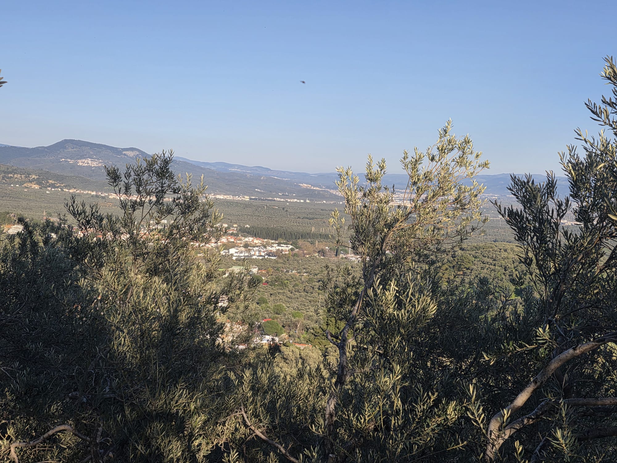 GÜREDE SATILIK 4317 M2 ZEYTİNLİK