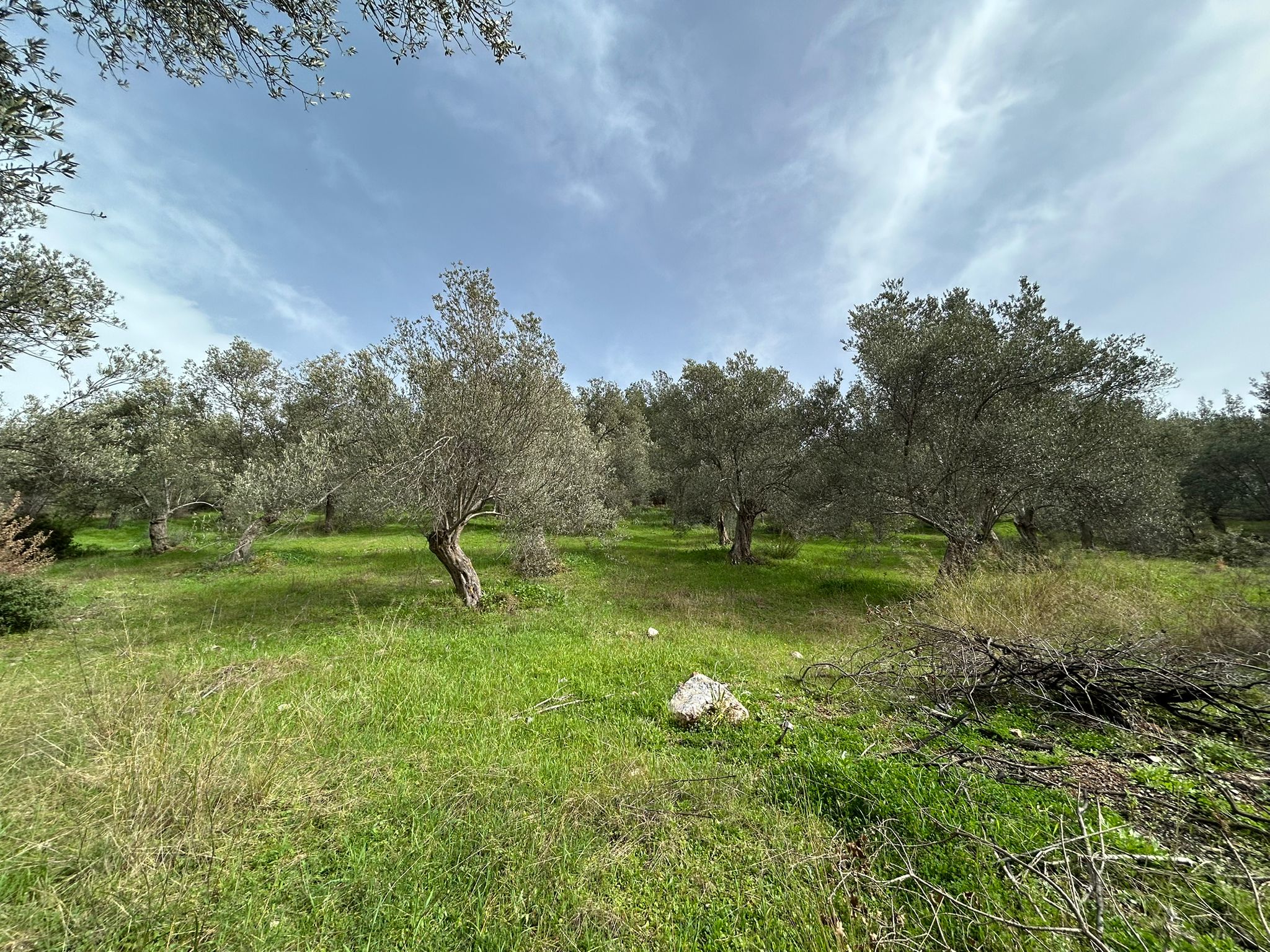 KARAAĞAÇ’TA SATILIK 9.724 M² ZEYTİNLİK, DERMAN KAPLICALARINA 300 Metre