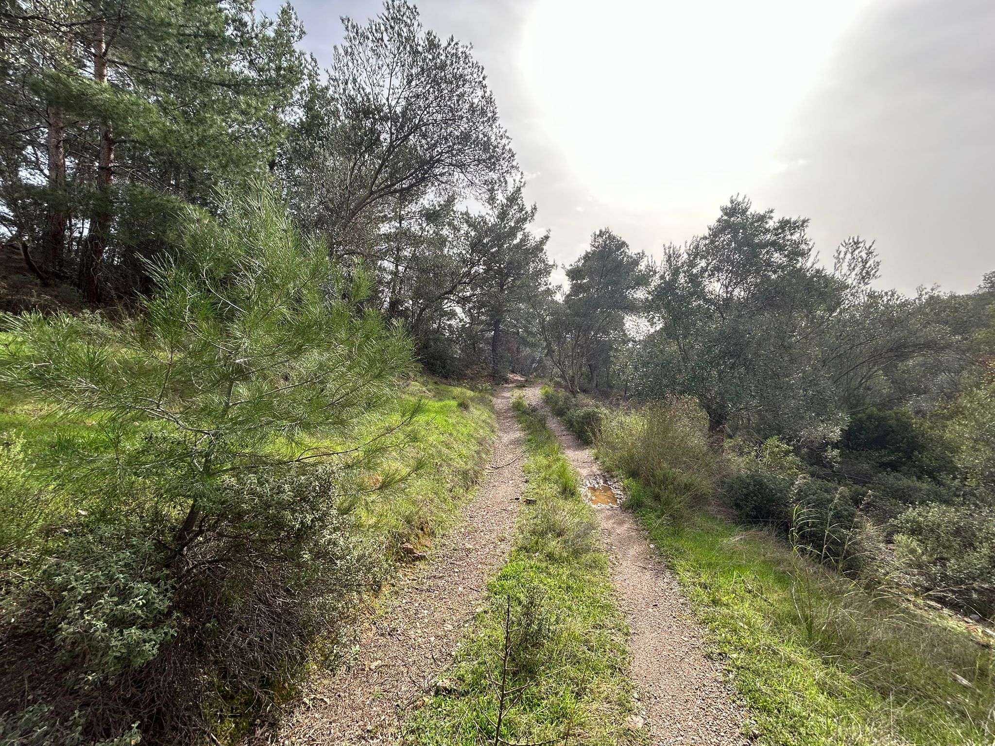 KARAAĞAÇ’TA SATILIK 9.724 M² ZEYTİNLİK, DERMAN KAPLICALARINA 300 Metre