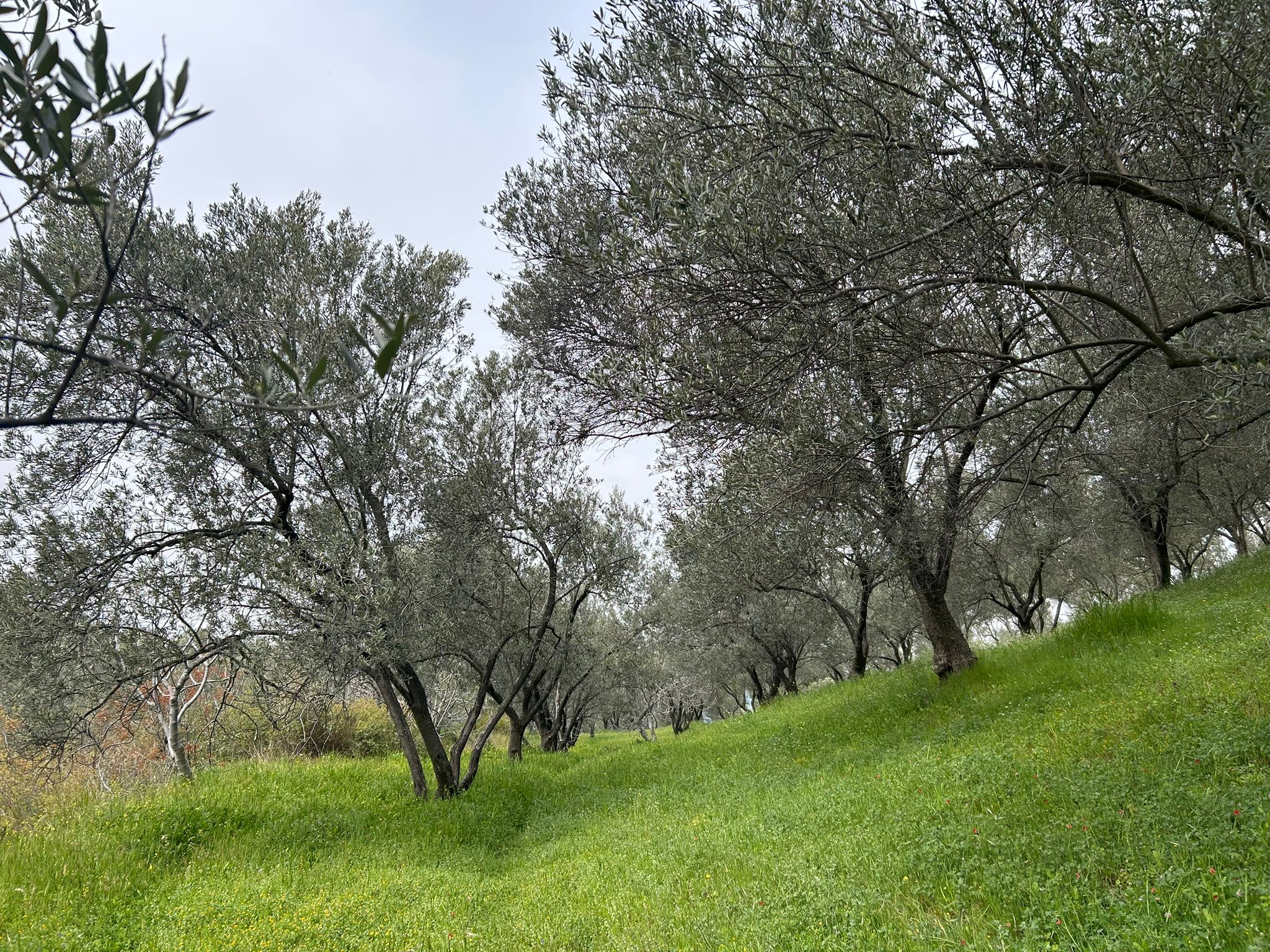 BALIKESİR EDREMİTİN EN GÖZDE KÖYÜNDE SATILIK 2 DÖNÜM ZEYTİNLİK