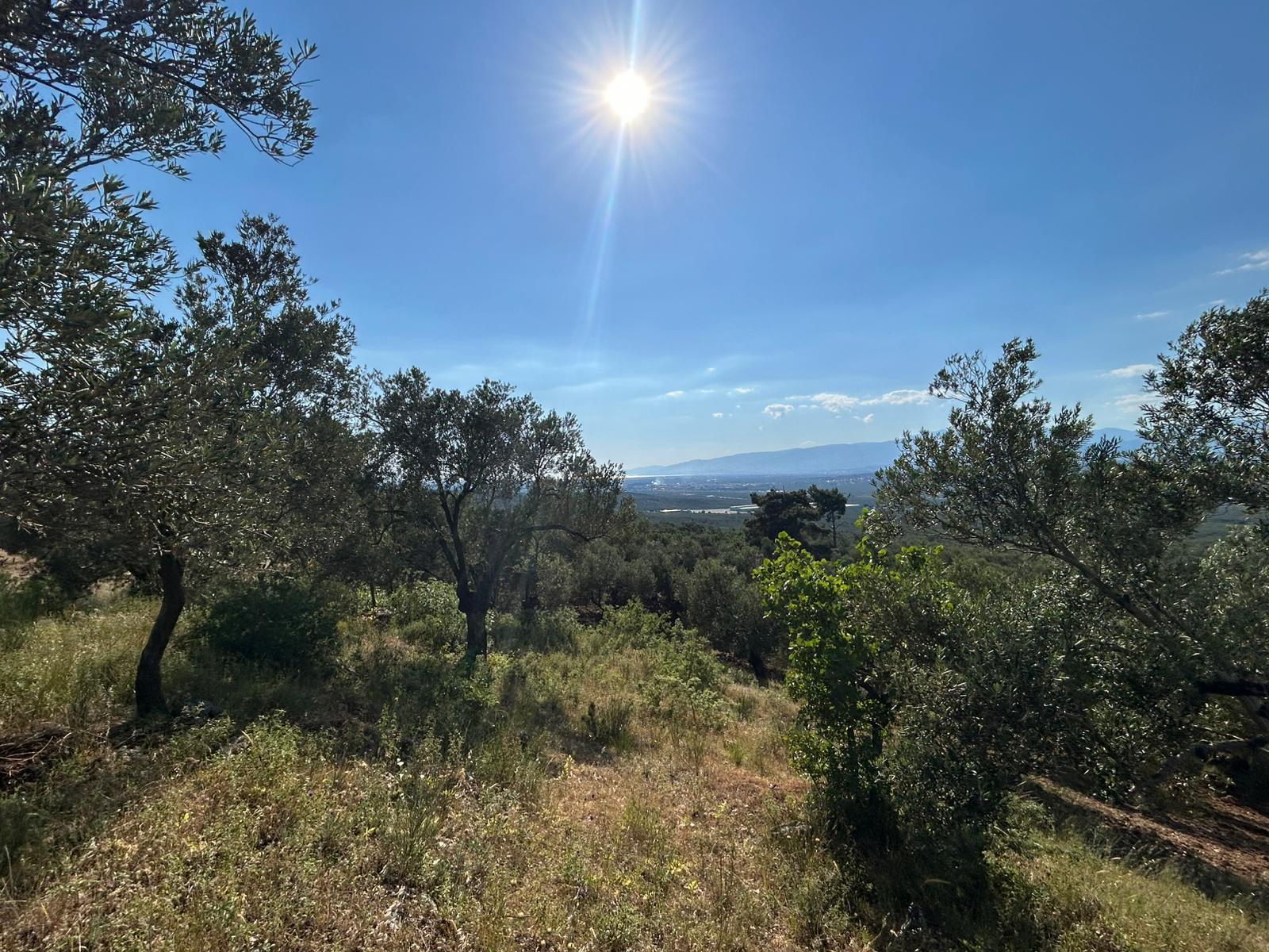 Köylüce 'de Satılık 12.728 M2 Zeytinlik