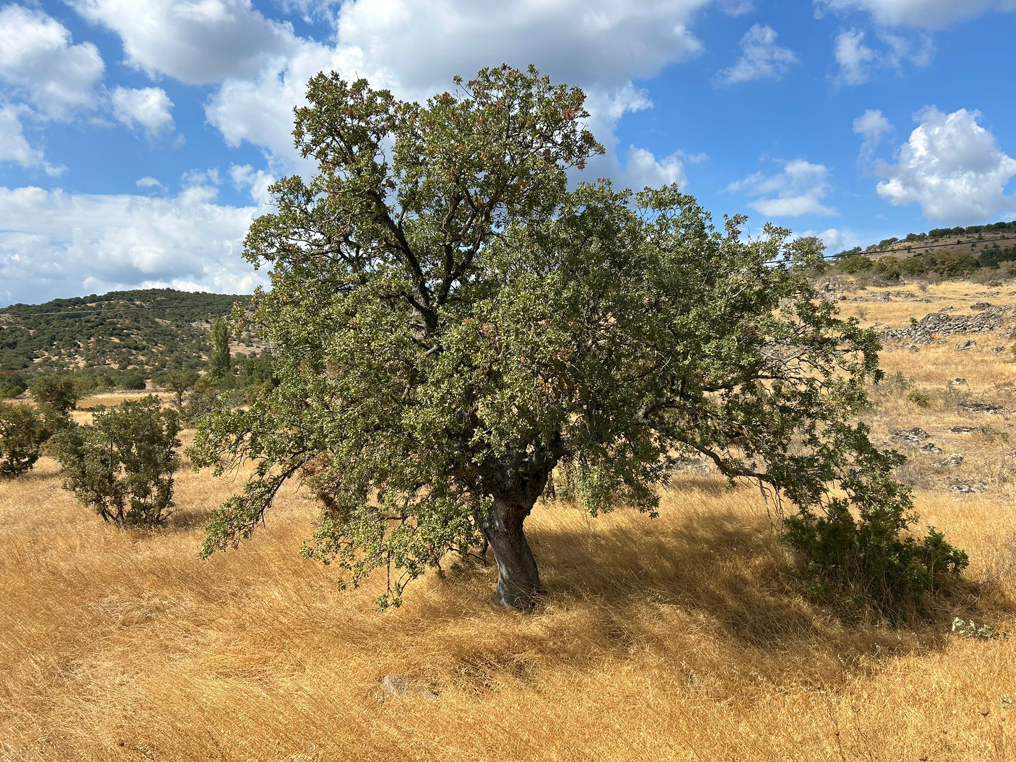 Edremit Balıkesir Ana Asfalt Yola 150 M Cephe Satılık 5 Dönüm Tarla