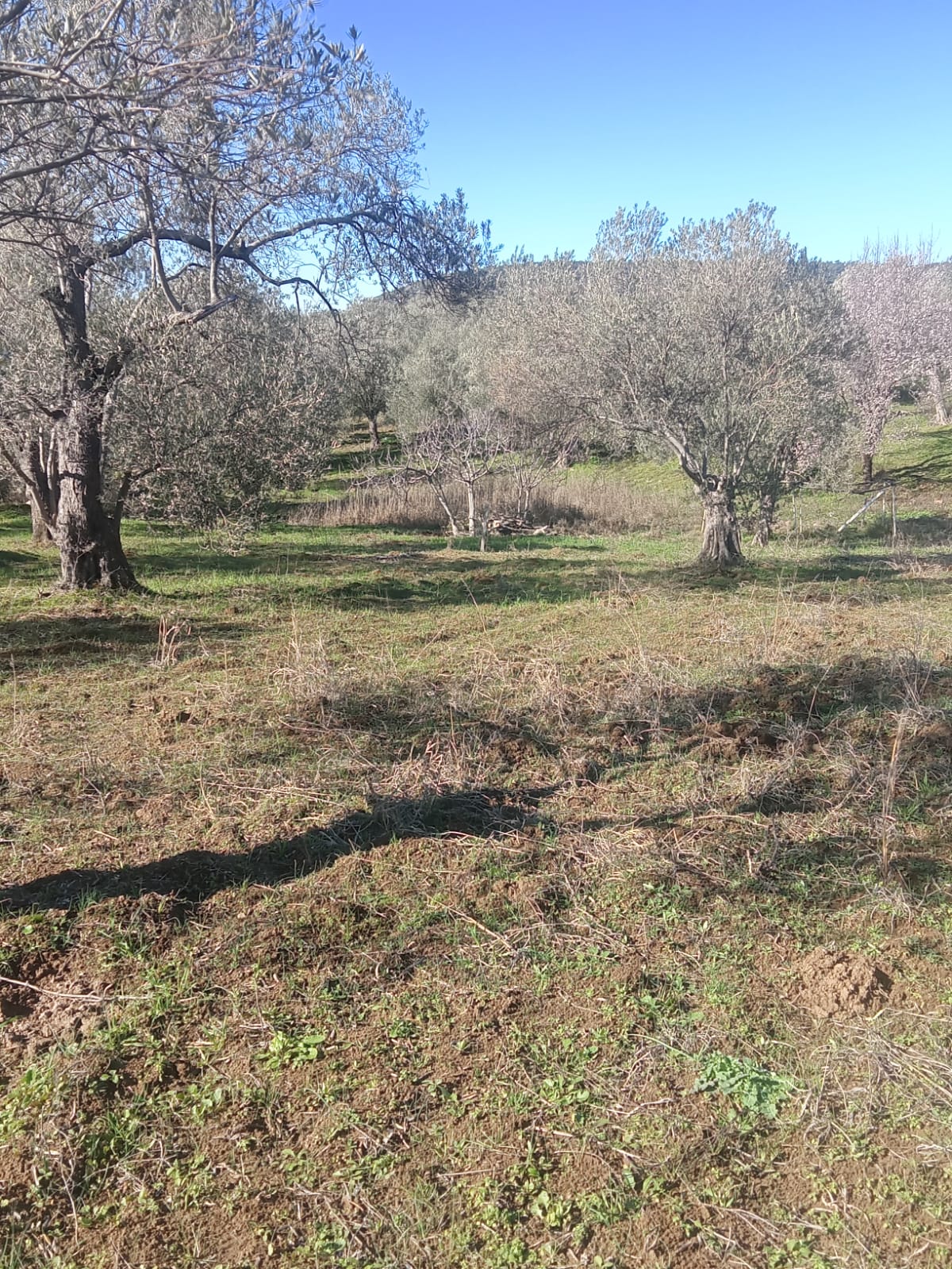 Sarnıç'ta 2,5 Dönüm Satılık Zeytinlik