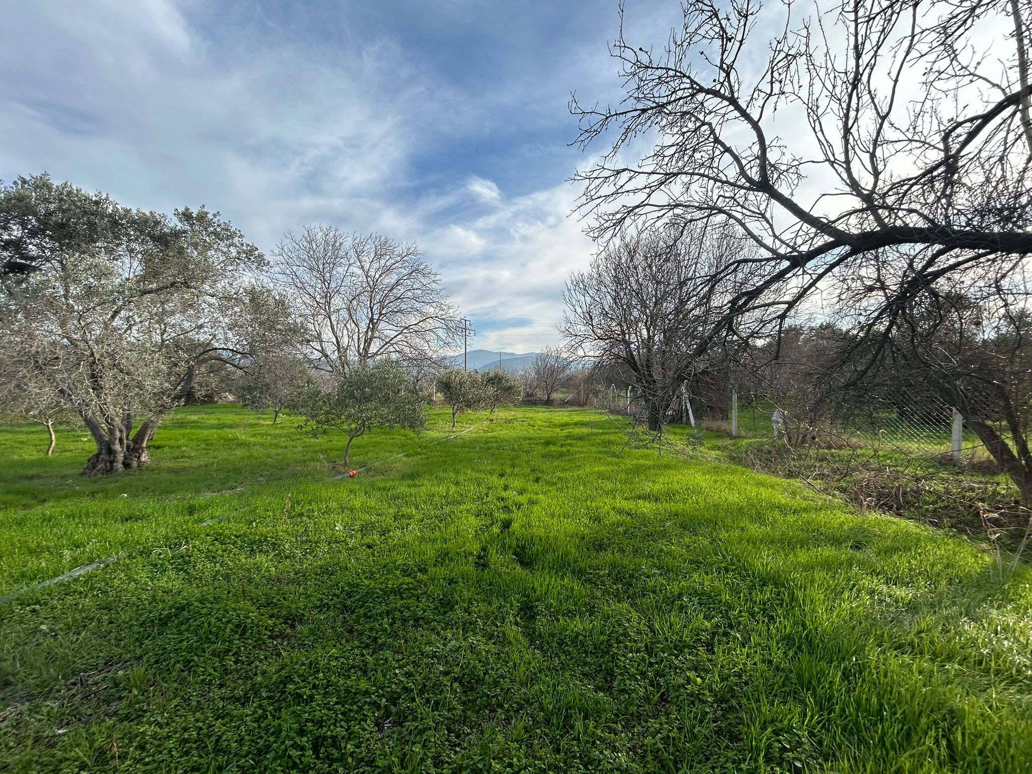 HAVRAN-TEKKE'DE Satılık 5 DÖNÜM FIRSAT MANDALİNLİK