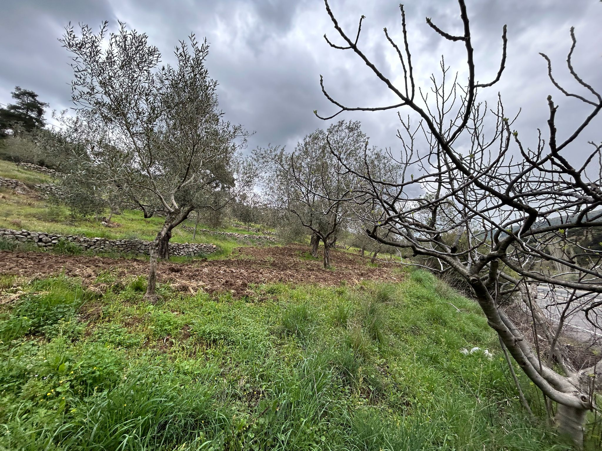 Balıkesir Edremit Karayoluna Cepheli 4 Dönüm Tarla