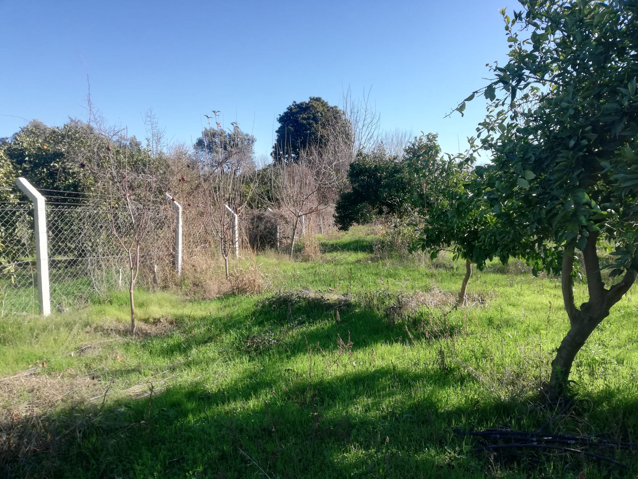 Tekke 'de 2 Dönümlük Hobi Bahçesi