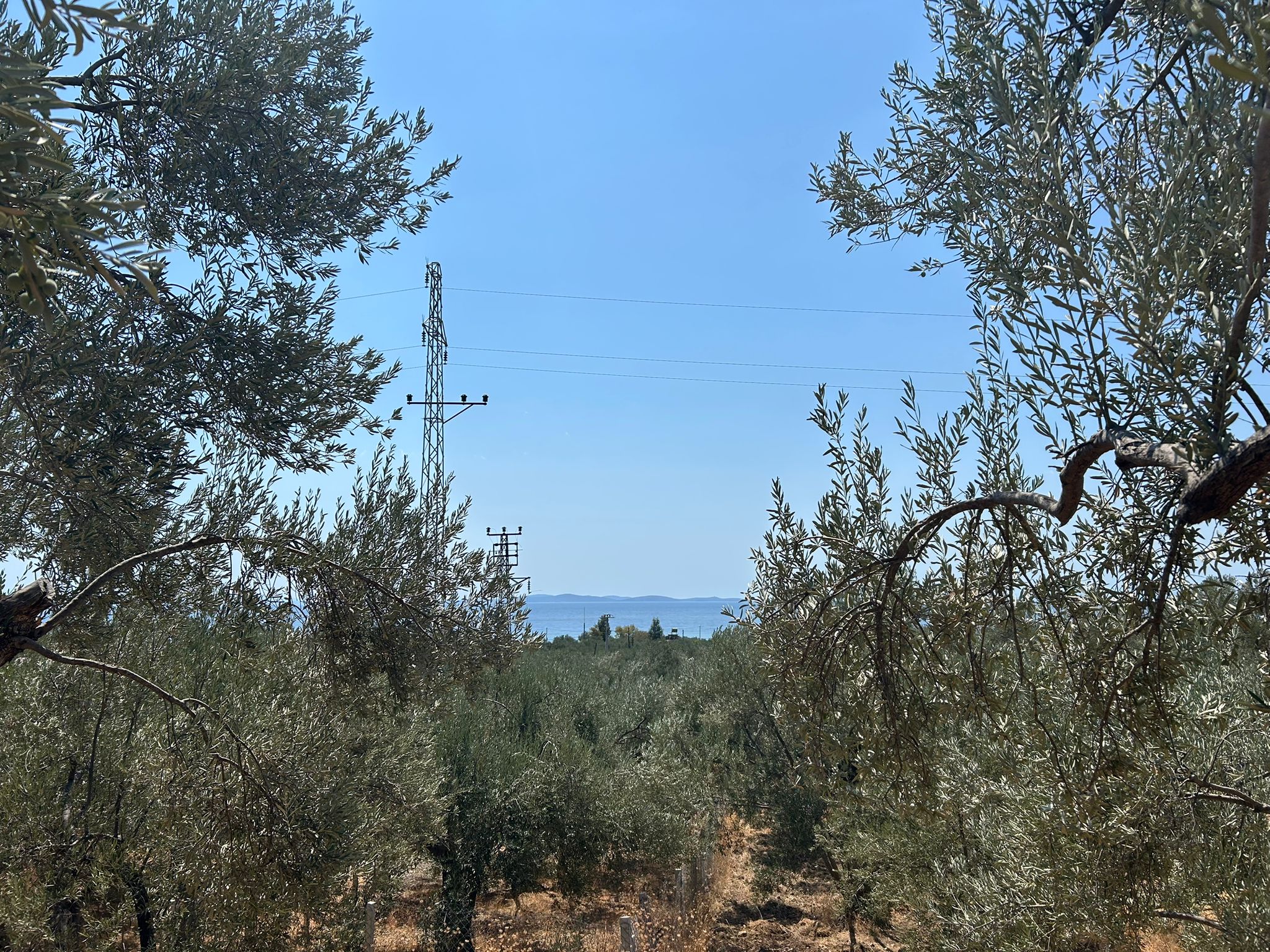 Asos 'ta 350 M2 Satılık Zeytinlik