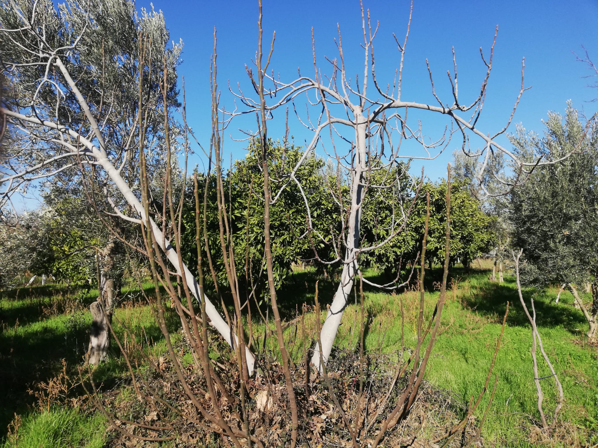 Tekke 'de 2 Dönümlük Hobi Bahçesi