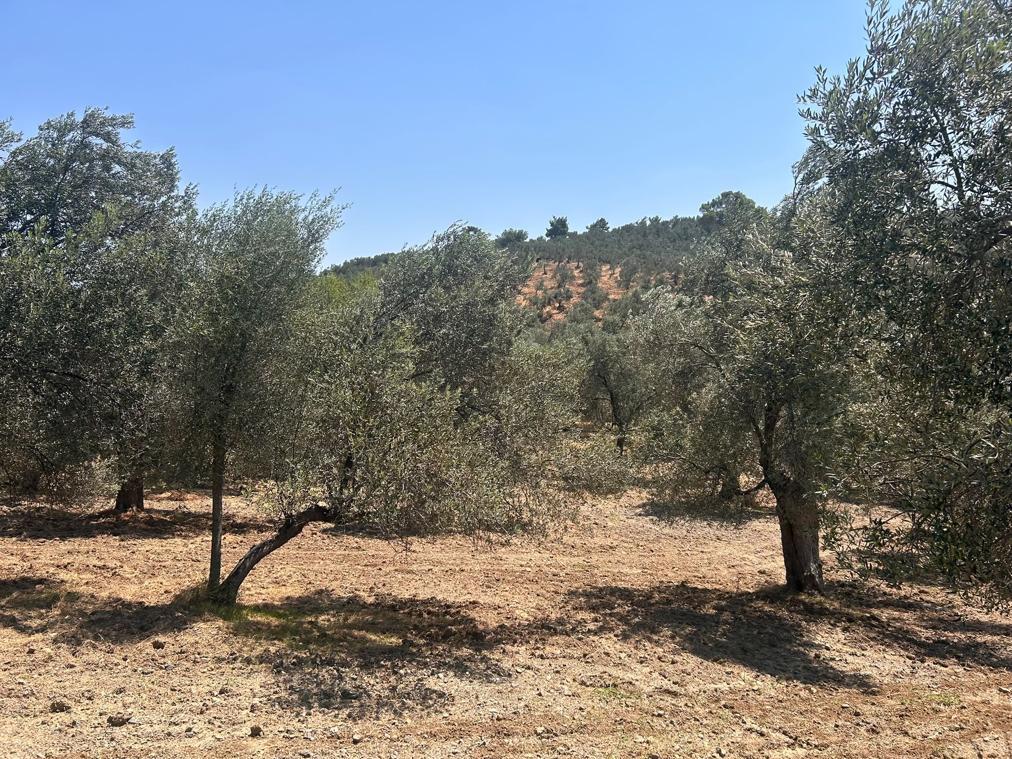 BALIKESİR HAVRAN HAMAMBAŞI MAHALLESİNDE SATILIK 8.096 m² ZEYTİNLİK