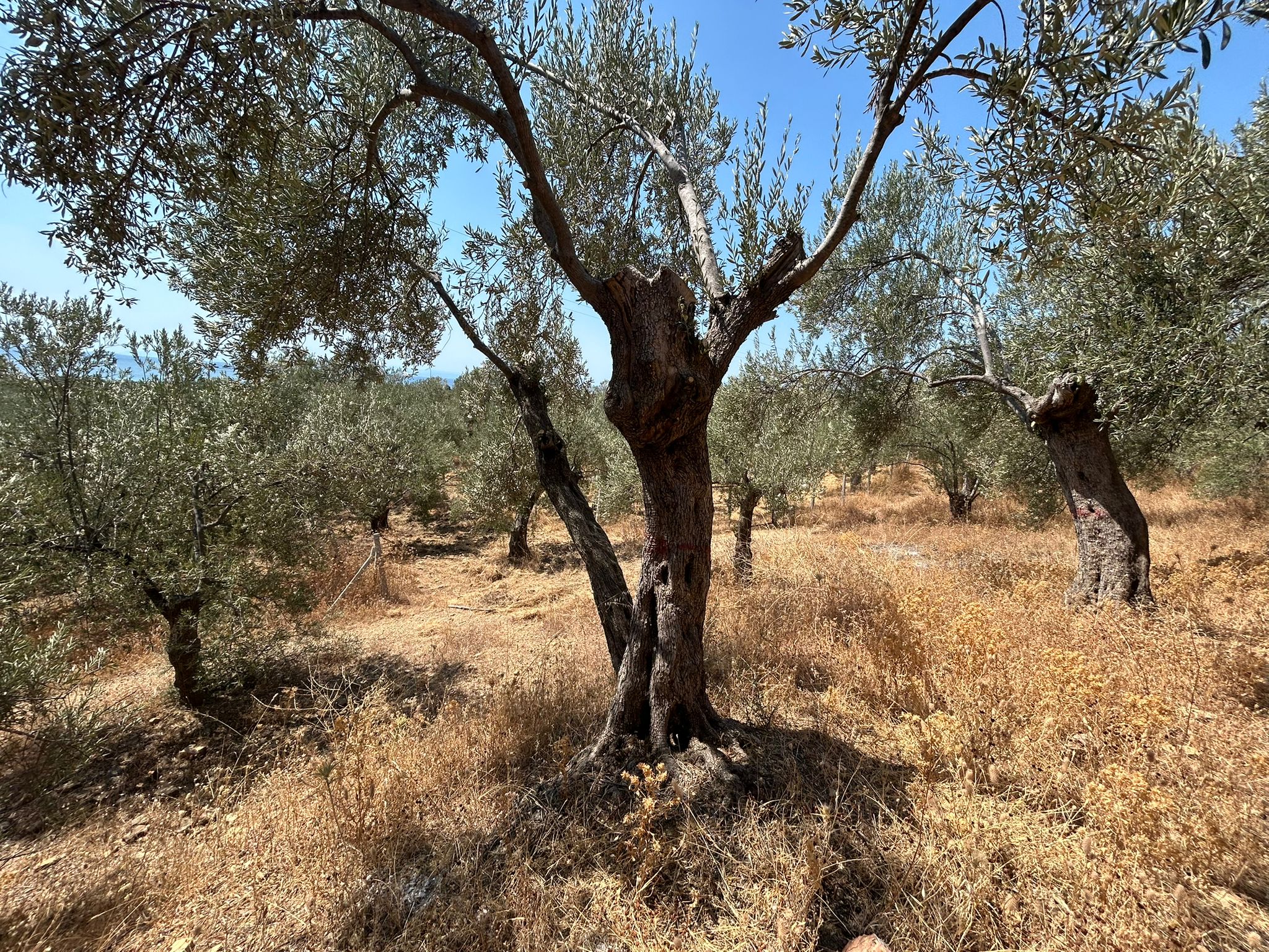 Asos 'ta 350 M2 Satılık Zeytinlik