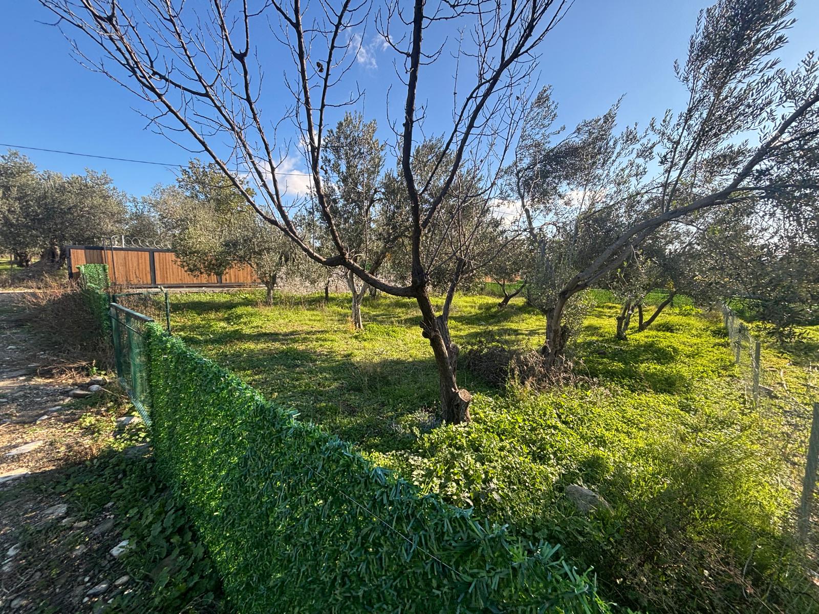 BALIKESİR EDREMİT KIZILKEÇİLİ’DE SATILIK 440 m² HOBİ BAHÇESİ