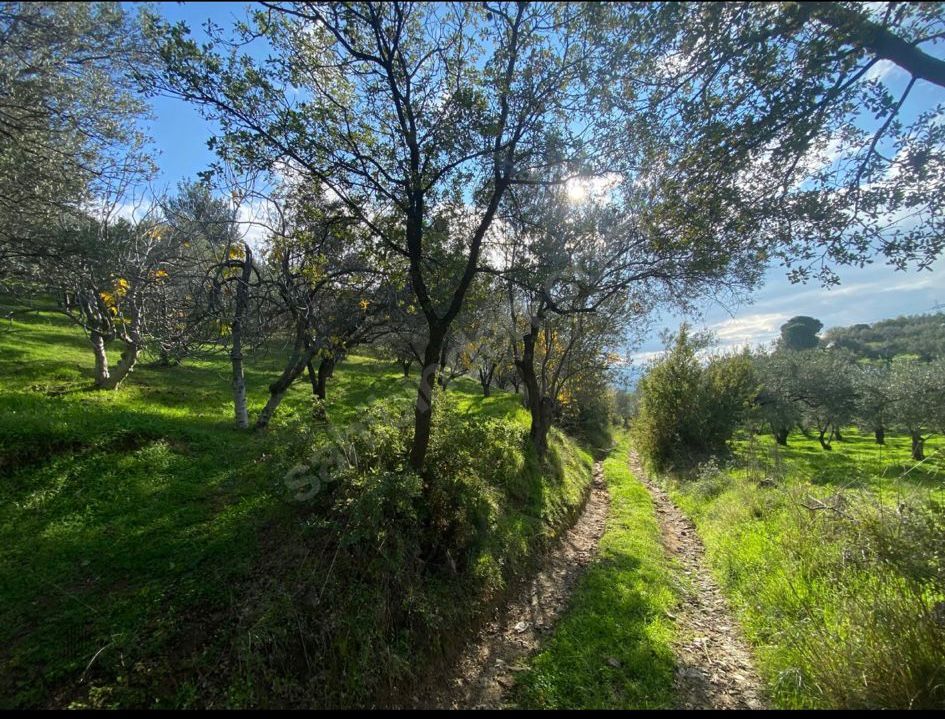 BALIKESİR EDREMİTİN EN GÖZDE KÖYÜNDE SATILIK 2 DÖNÜM ZEYTİNLİK