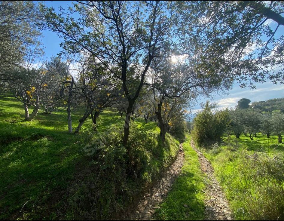 BALIKESİR EDREMİTİN EN GÖZDE KÖYÜNDE SATILIK 2 DÖNÜM ZEYTİNLİK