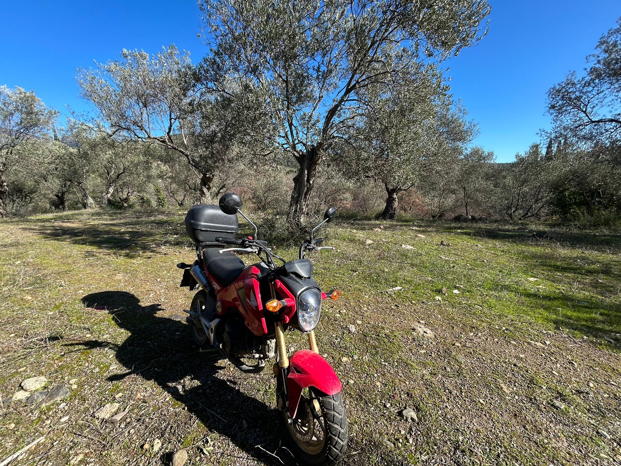 Dereli 'de Satılık 3659 M2 Müstakil Tapulu Zeytinlik