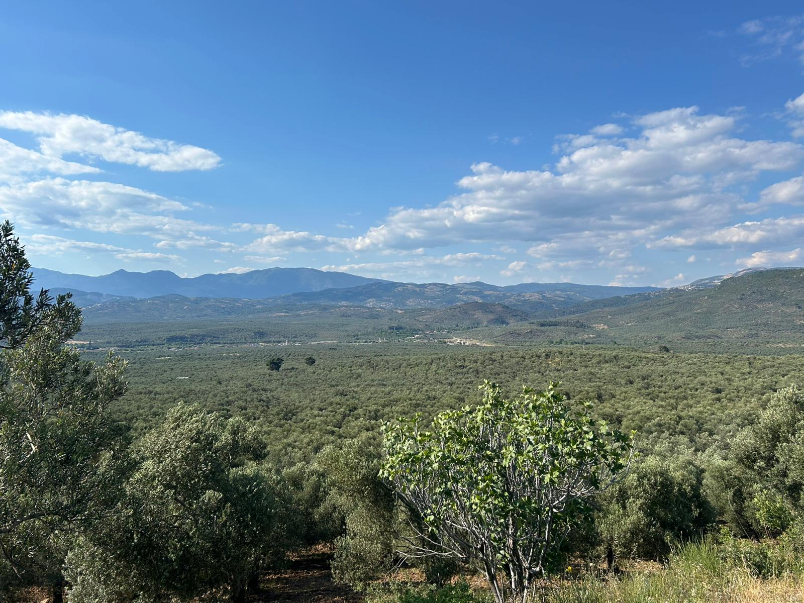 Köylüce 'de Satılık 12.728 M2 Zeytinlik