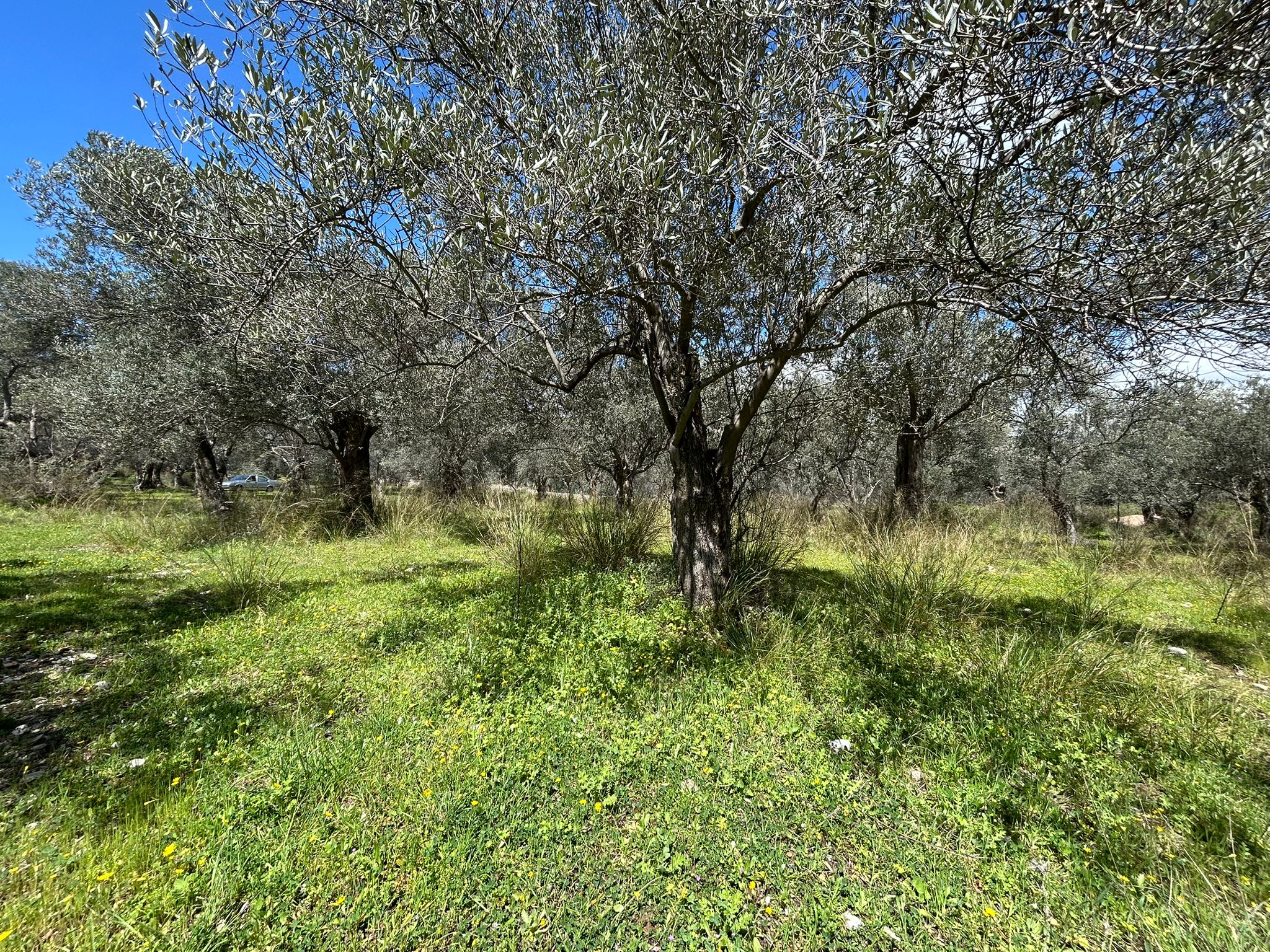 Doğa ile iç içe, yatırım değeri yüksek SATILIK ARSA