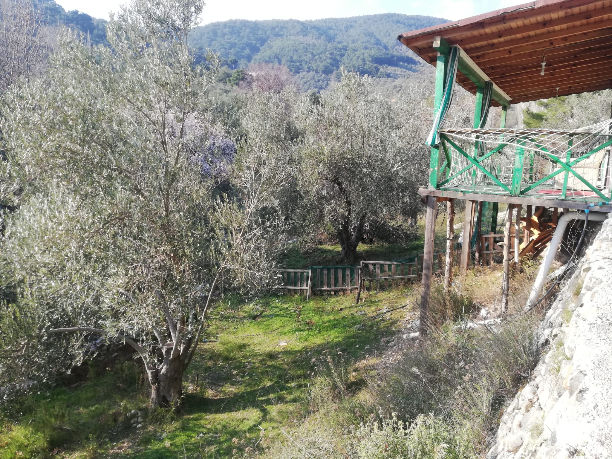 Kızılkeçili 'de Satılık 3 Dönüm Harika Zeytinlik