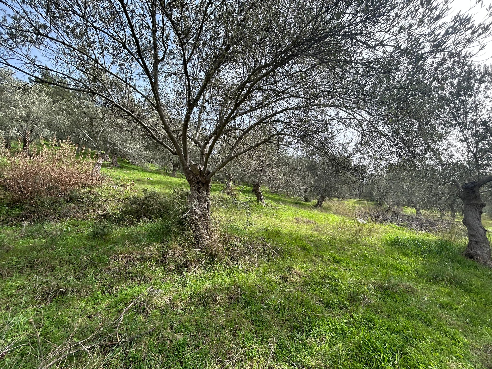 KARAAĞAÇ’TA SATILIK 9.724 M² ZEYTİNLİK, DERMAN KAPLICALARINA 300 Metre