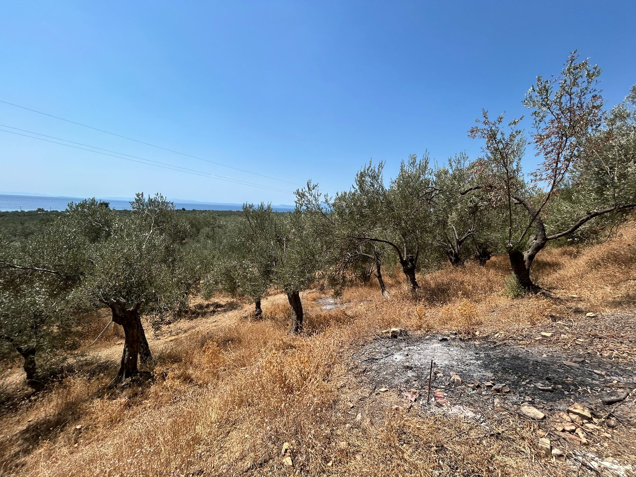 Asos 'ta 350 M2 Satılık Zeytinlik