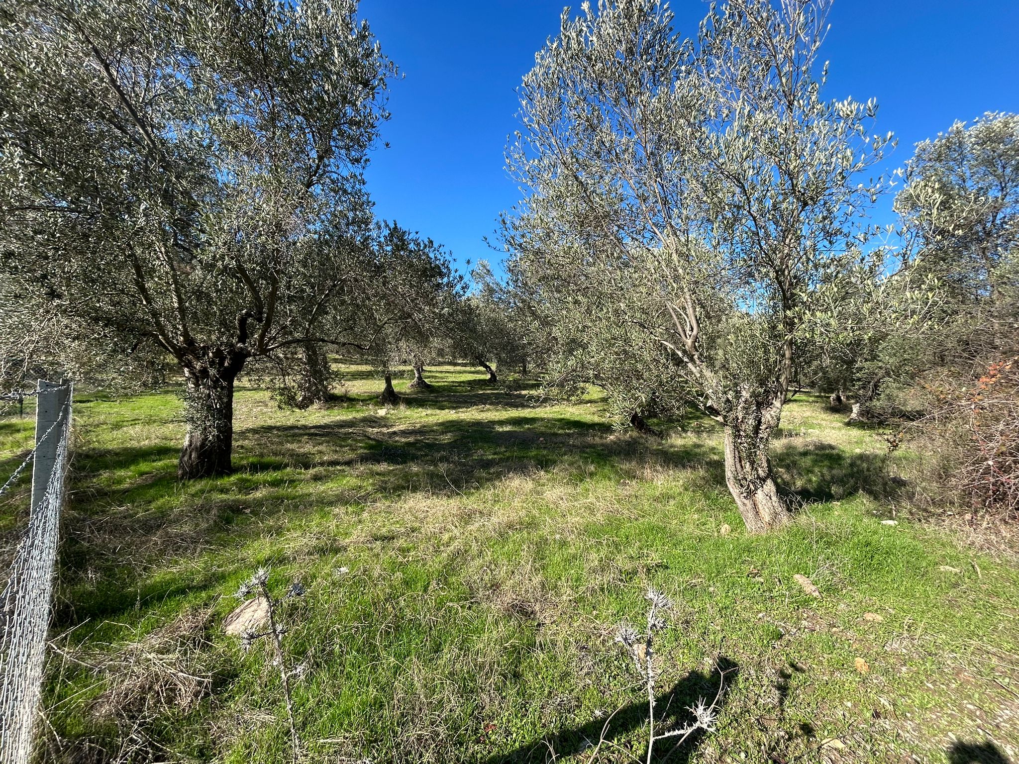 İNÖNÜ'DE SATILIK 1 DÖNÜM FIRSAT ZEYTİNLİK