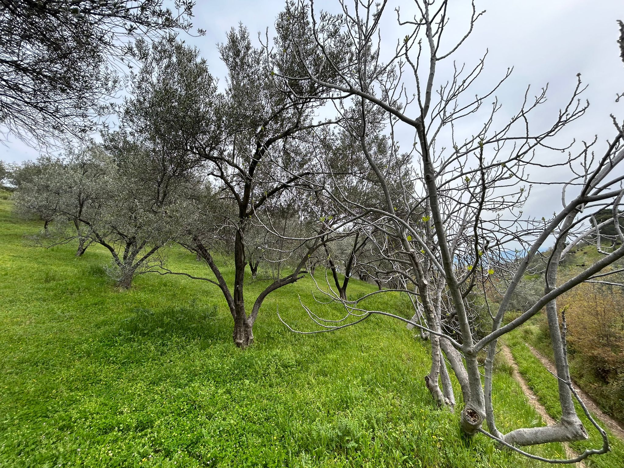 BALIKESİR EDREMİTİN EN GÖZDE KÖYÜNDE SATILIK 2 DÖNÜM ZEYTİNLİK