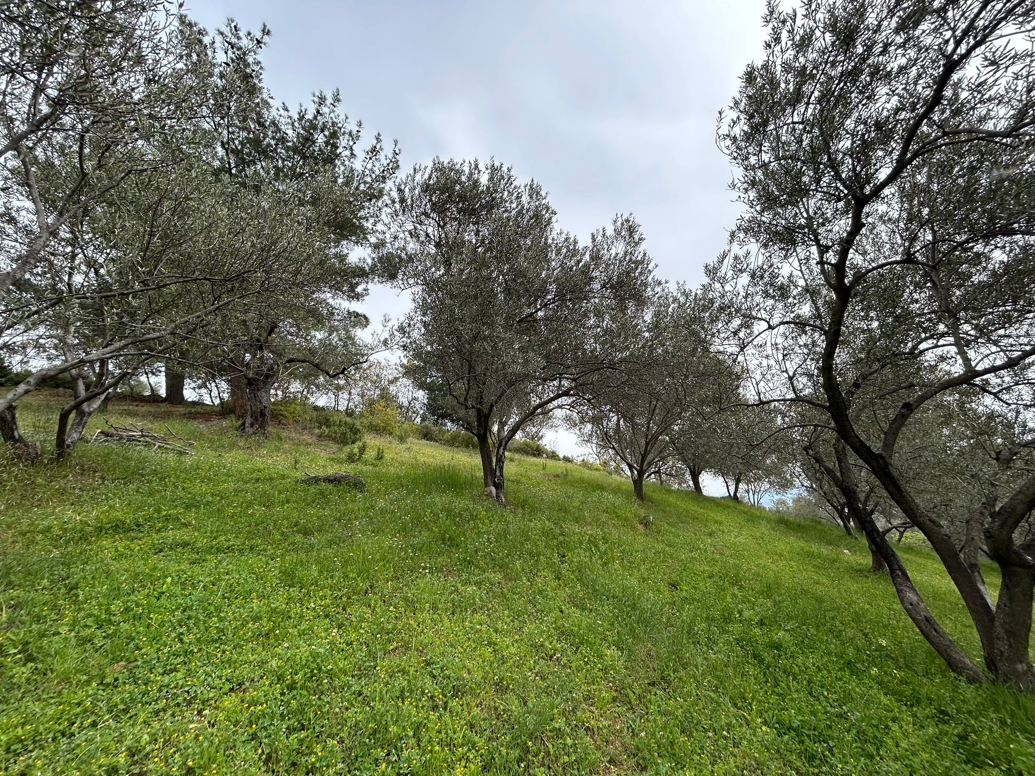 BALIKESİR EDREMİTİN EN GÖZDE KÖYÜNDE SATILIK 2 DÖNÜM ZEYTİNLİK