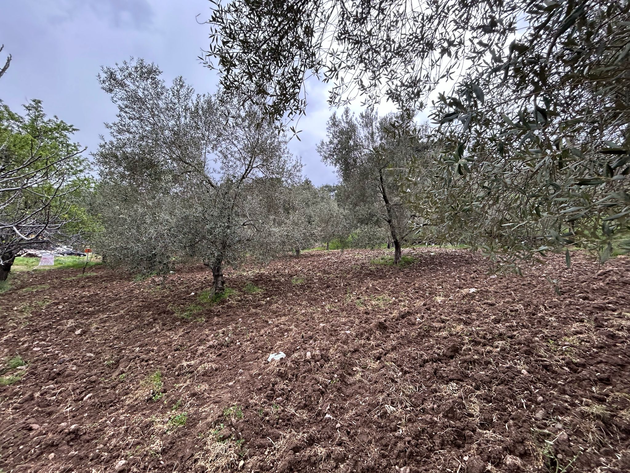 Balıkesir Edremit Karayoluna Cepheli 4 Dönüm Tarla