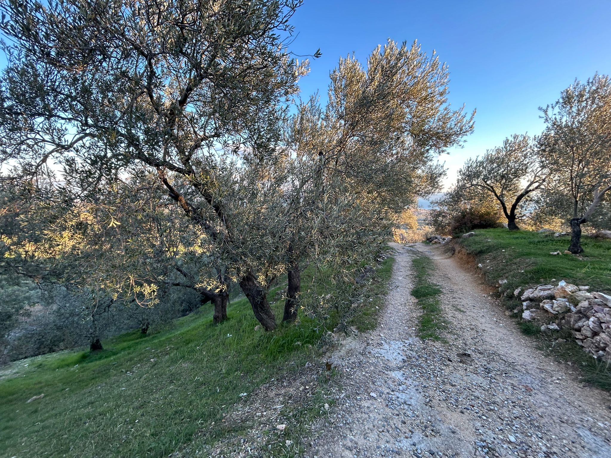 Arıtaşı 'nda Harika Konum Deniz Manzaralı 4,6 Dönüm Zeytinlik