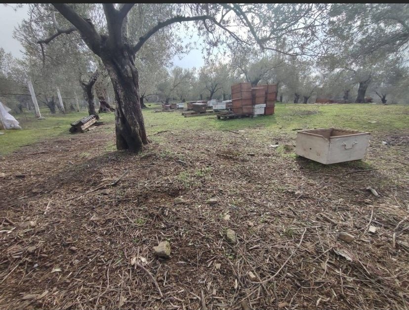 Balıkesir Edremit Kızılkeçili’de Satılık Zeytinlik