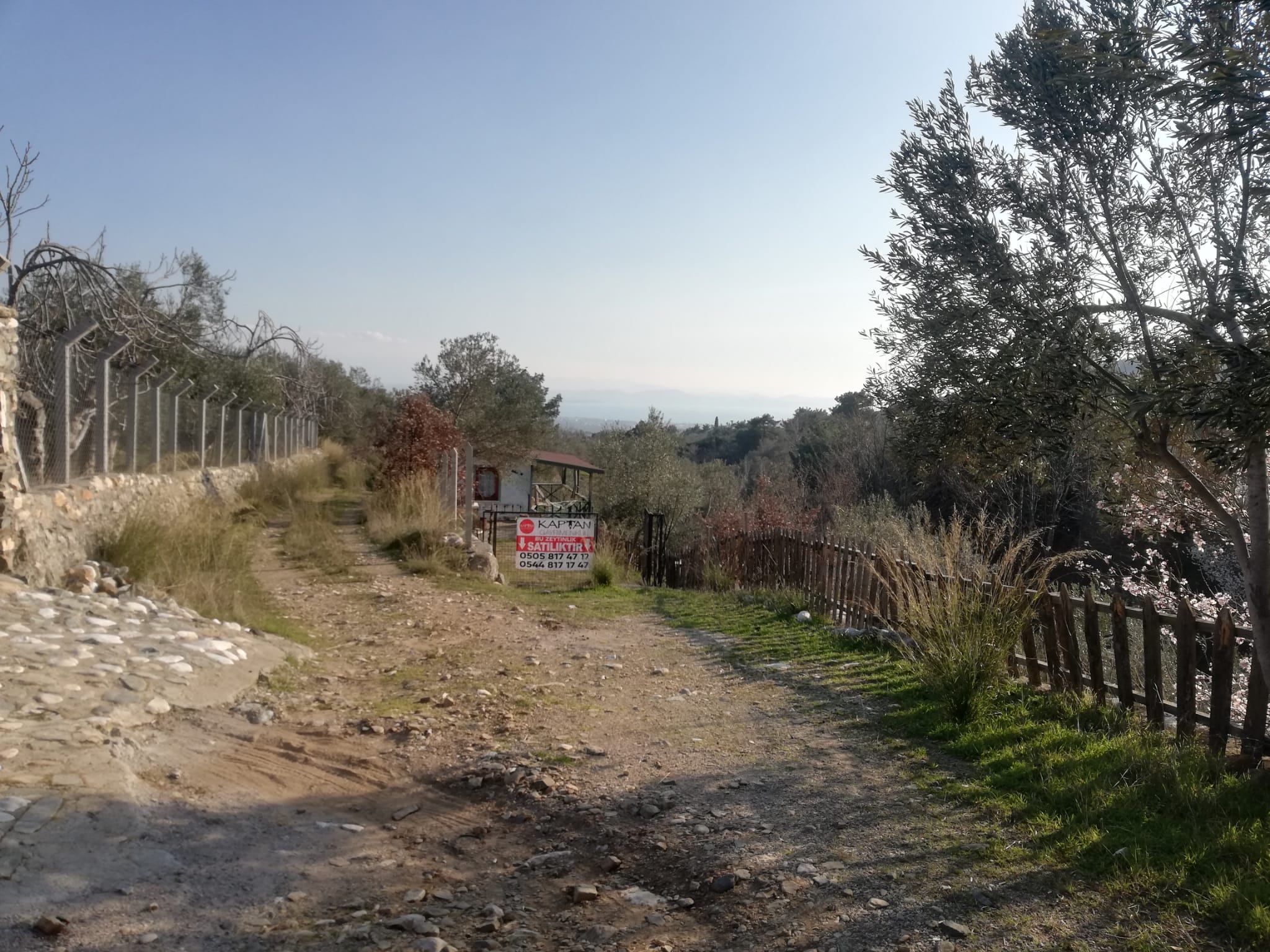 Kızılkeçili 'de Satılık 3 Dönüm Harika Zeytinlik