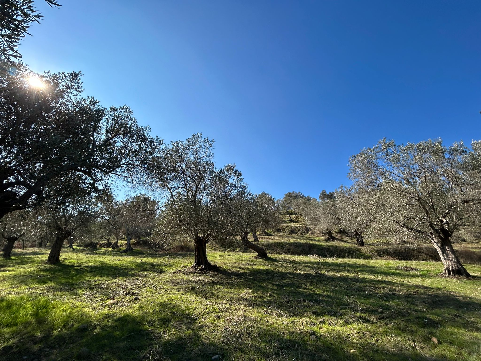 İNÖNÜ'DE SATILIK 1 DÖNÜM FIRSAT ZEYTİNLİK