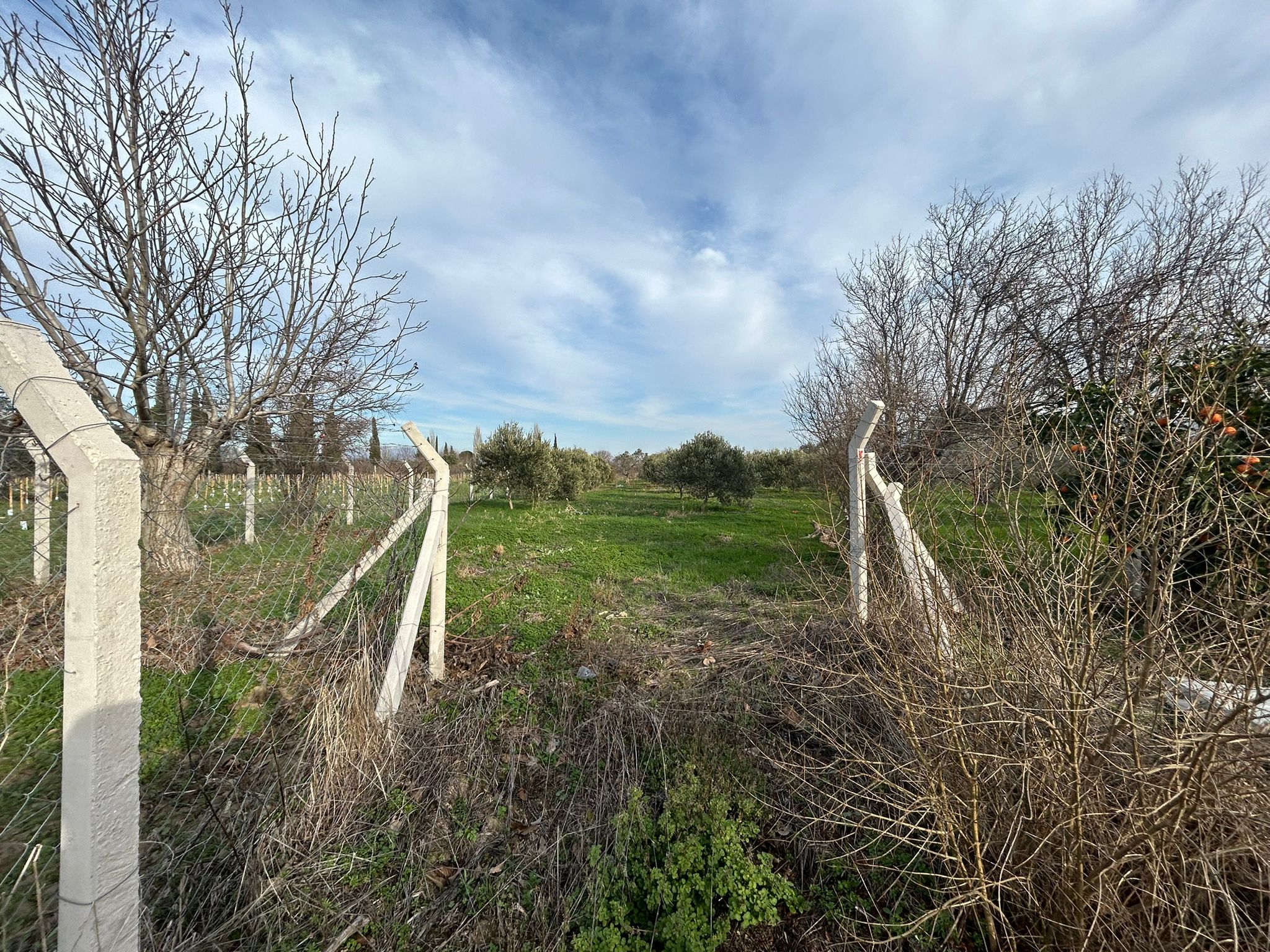 HAVRAN-TEKKE'DE Satılık 5 DÖNÜM FIRSAT MANDALİNLİK