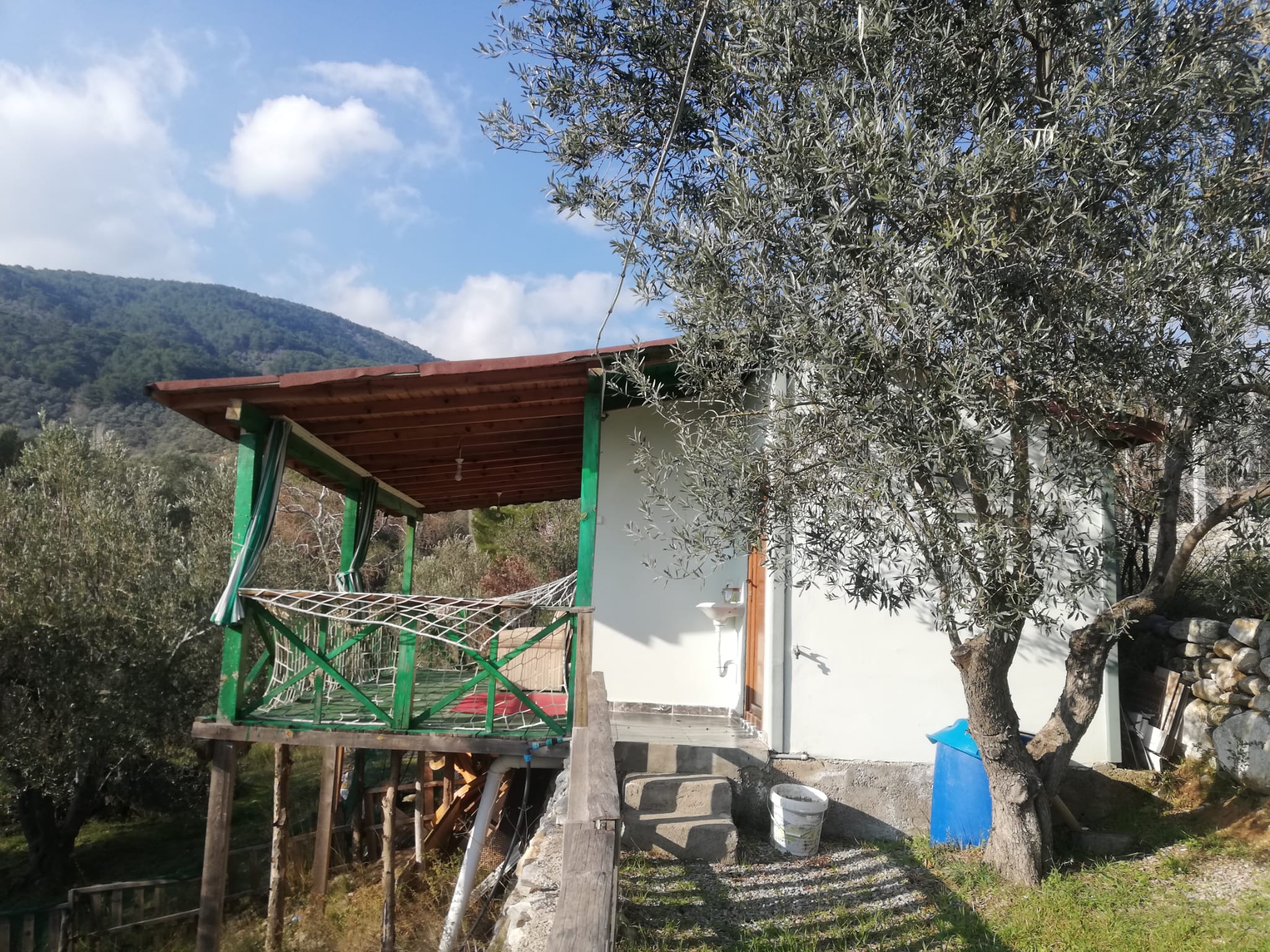 Kızılkeçili 'de Satılık 3 Dönüm Harika Zeytinlik