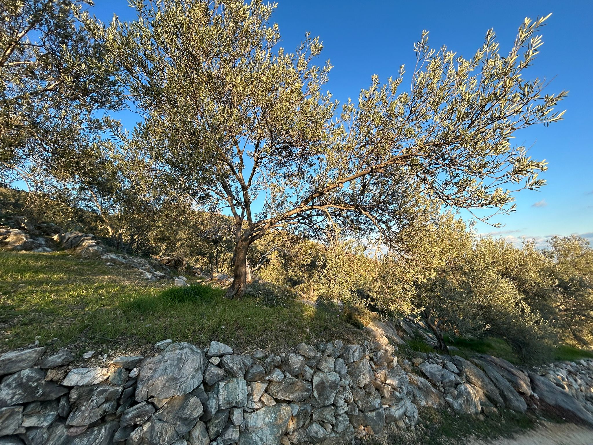 Arıtaşı 'nda Harika Konum Deniz Manzaralı 4,6 Dönüm Zeytinlik