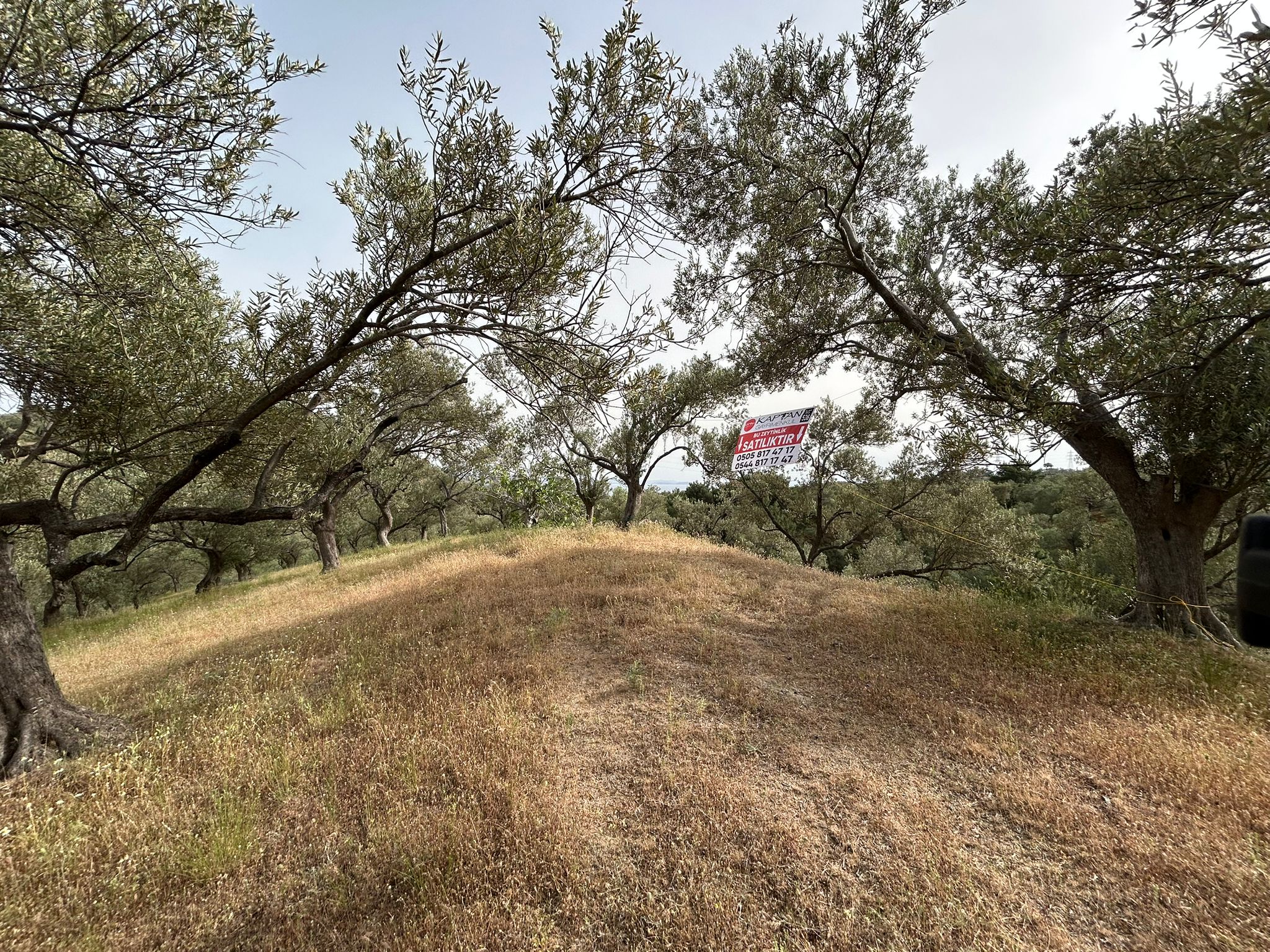 TAHTAKUŞLAR'DA SATILIK 459 M2 ZEYTİNLİK