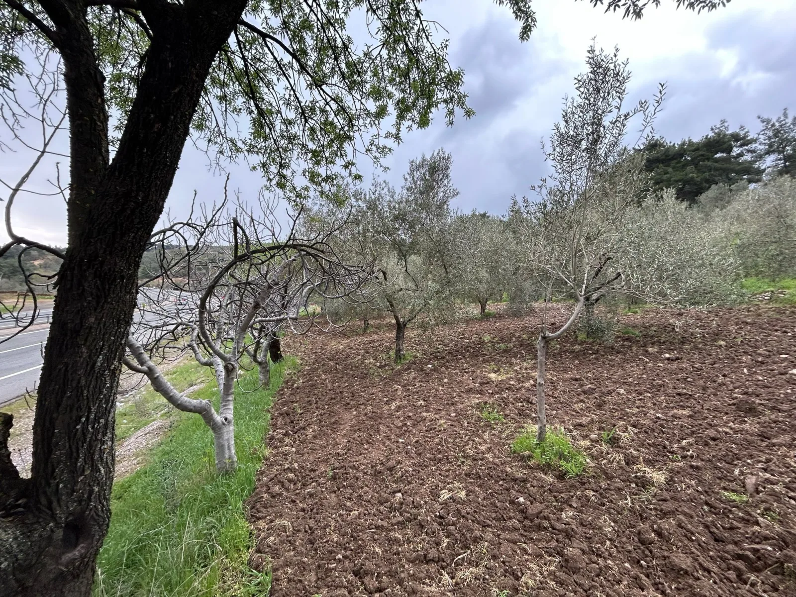 Balıkesir Edremit Karayoluna Cepheli 4 Dönüm Tarla
