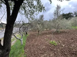 Balıkesir Edremit Karayoluna Cepheli 4 Dönüm Tarla